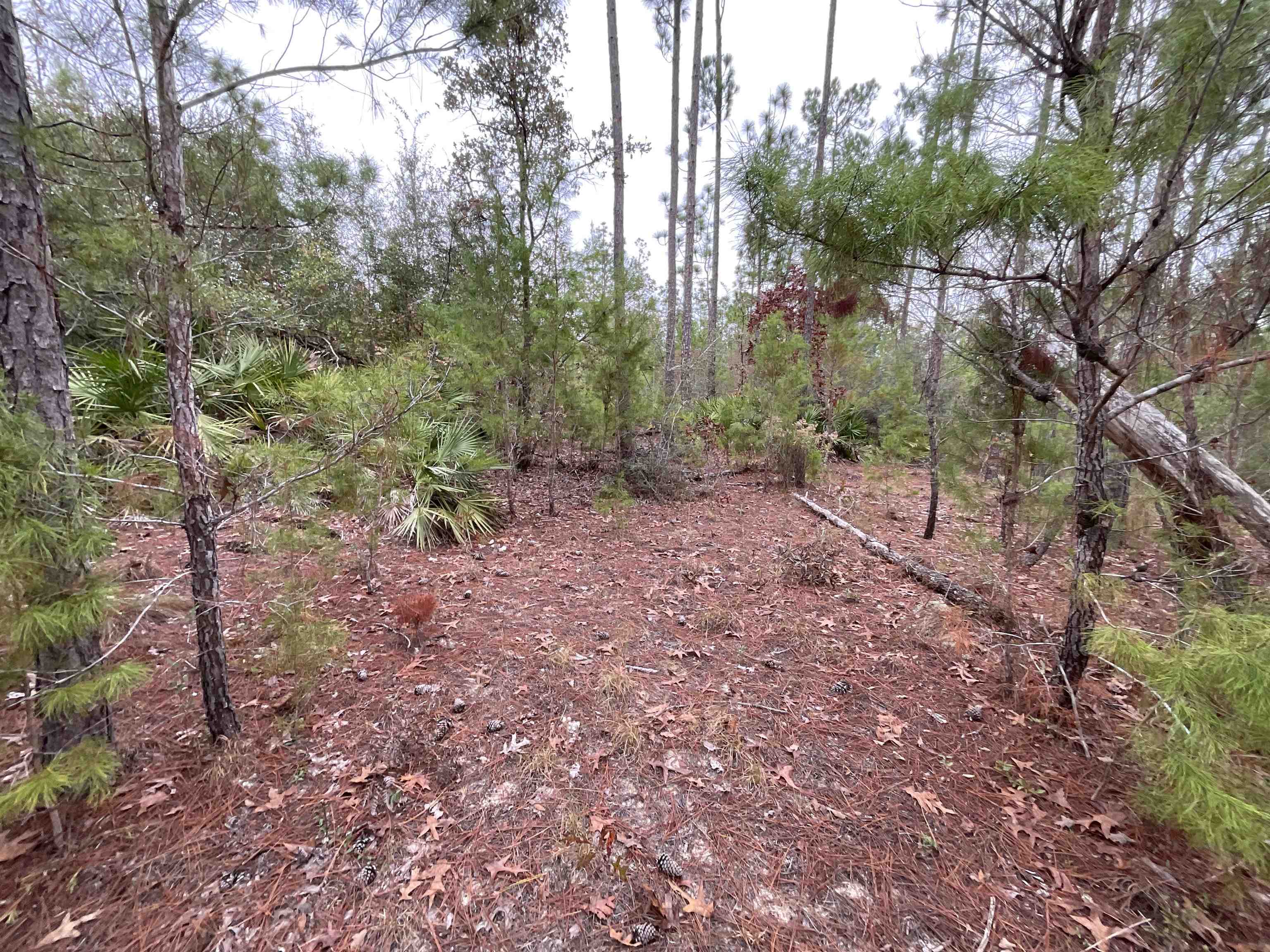 Vacant Joshua Road Marianna, FL 32448 - Photo 7 of 51 Gallery Image 7