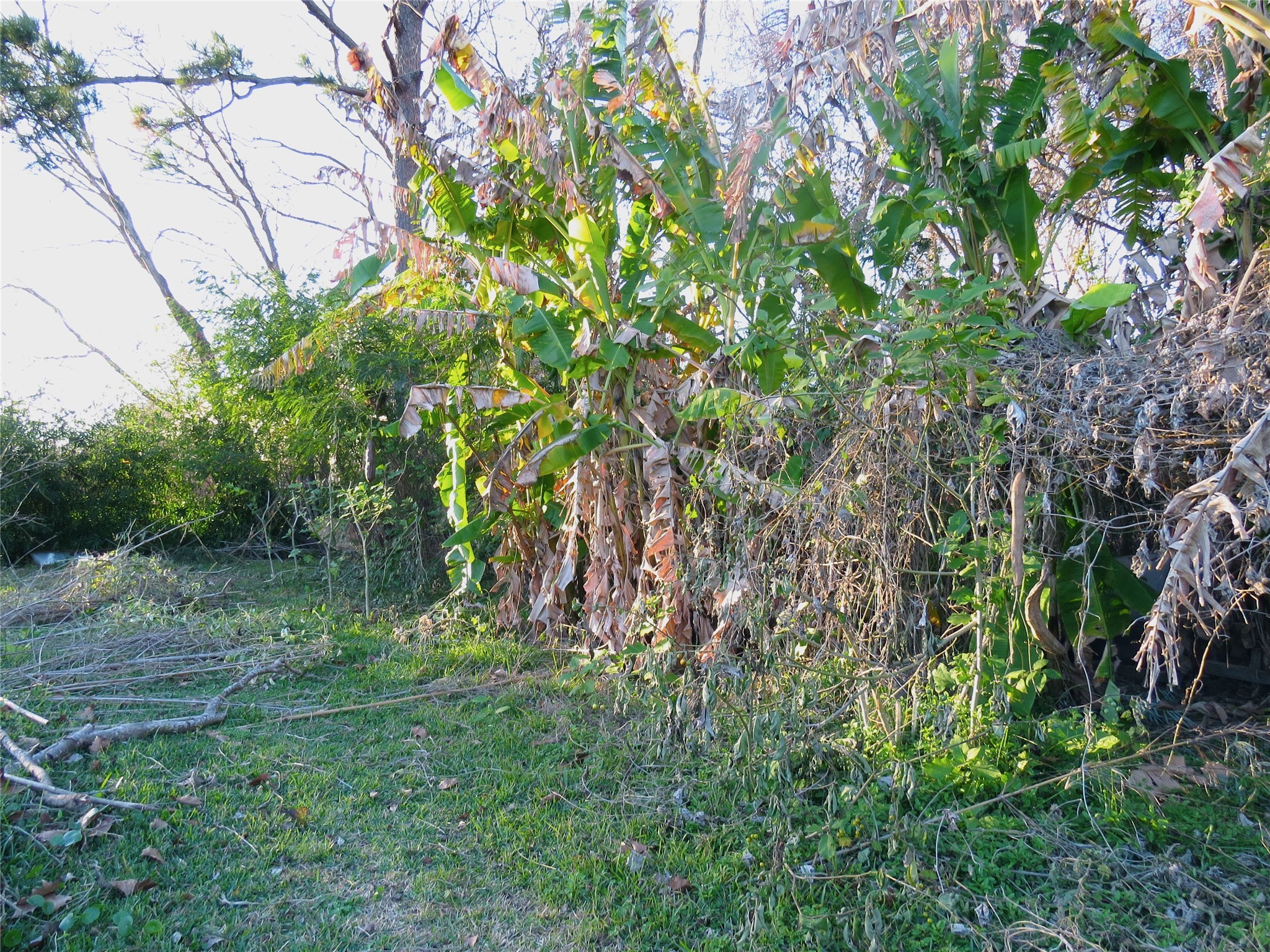 1825 Isom Street Houston, TX 77039 - Photo 2 of 8 a view of a yard with a tree