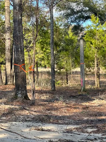 a view of a yard with trees