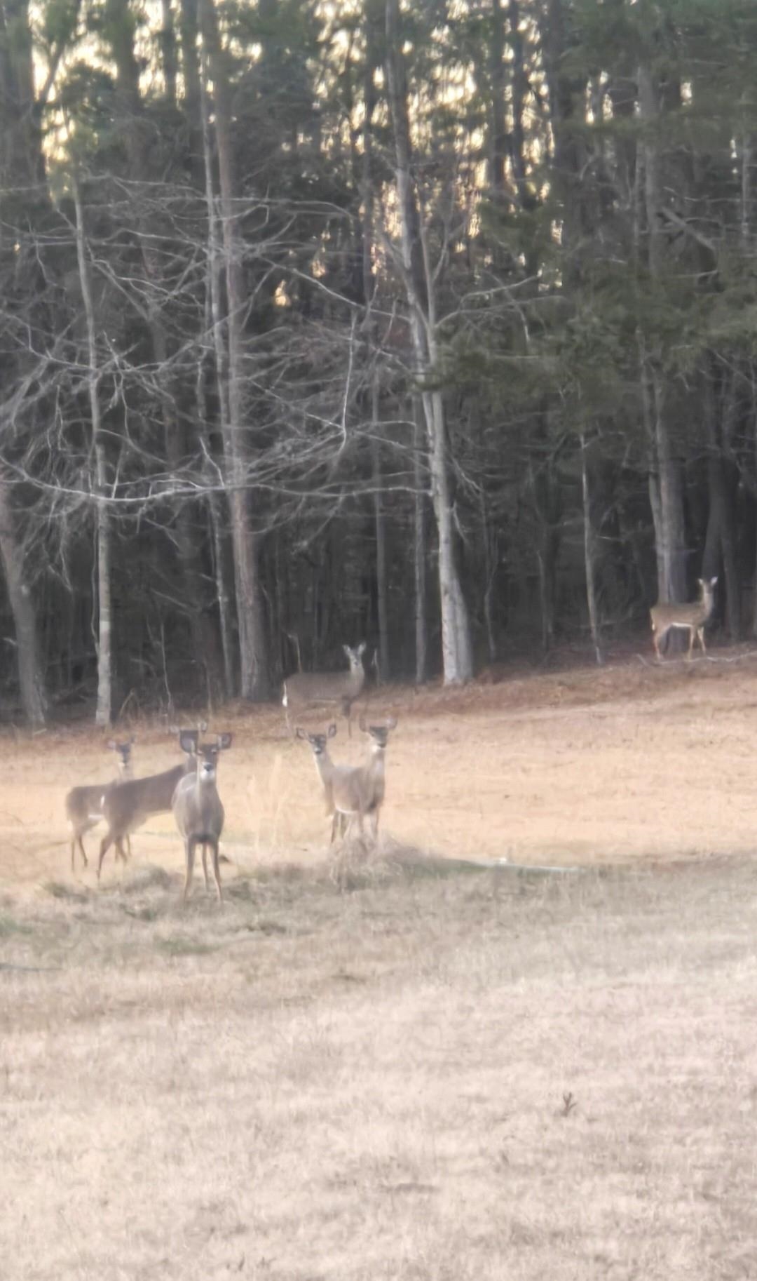 0 Darwin Road Gaffney, SC 29340 - Photo 3 of 5