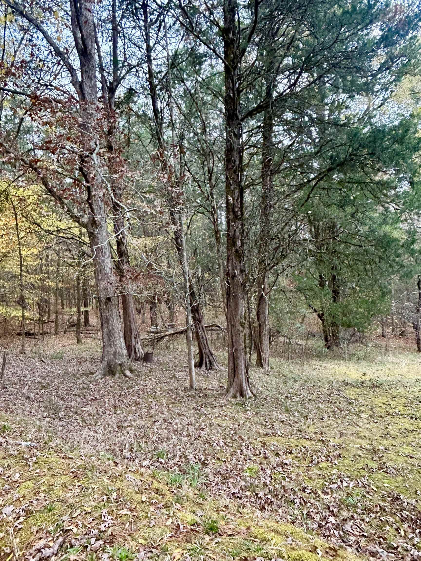 0 Darwin Road Gaffney, SC 29340 - Photo 4 of 5