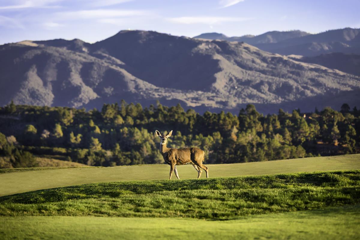 38 Tehama Carmel, CA 93923 - Photo 11 of 14