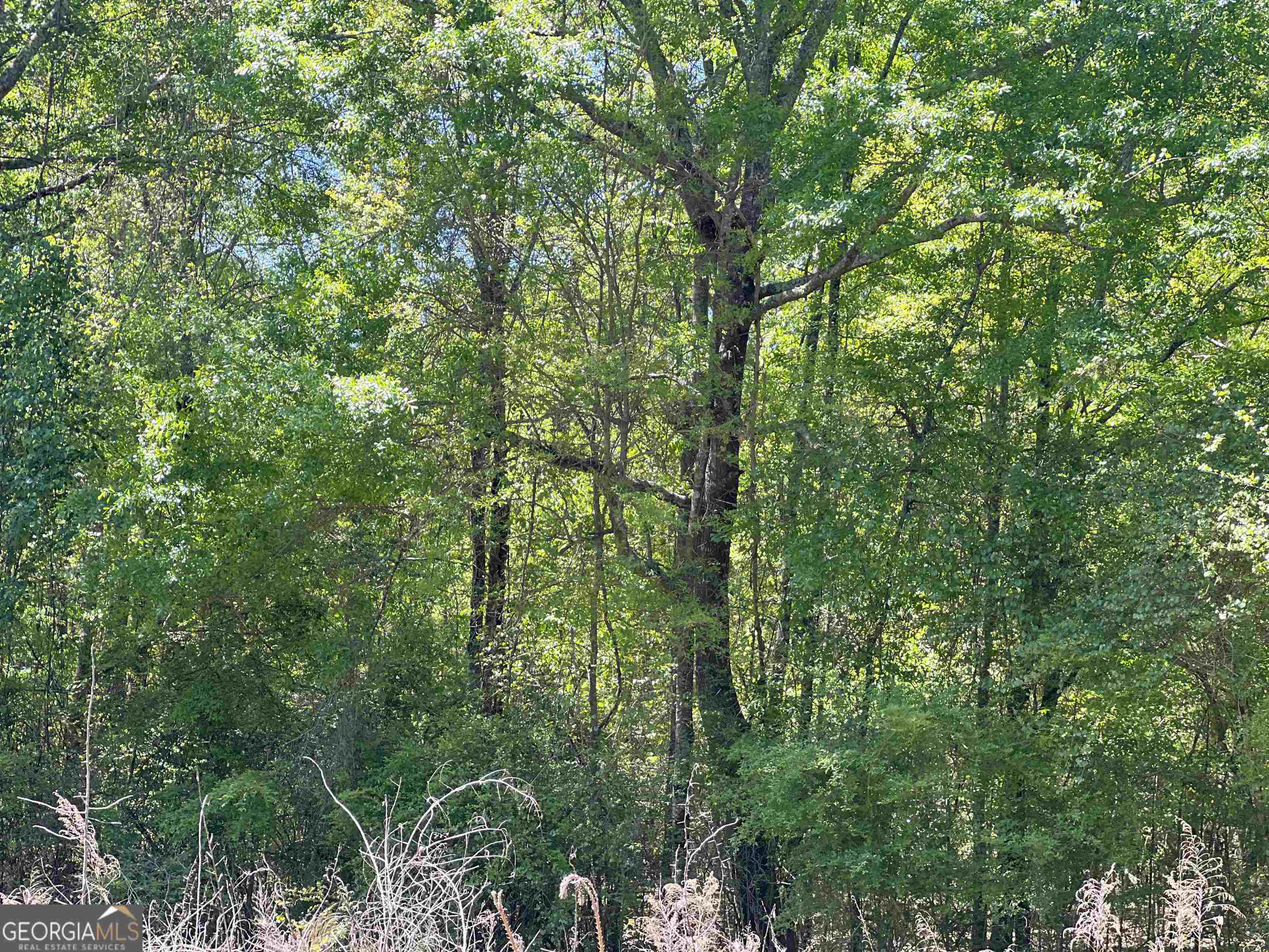 393-381 Old Conyers Road Stockbridge, GA 30281 - Photo 2 of 10 a view of a lush green forest