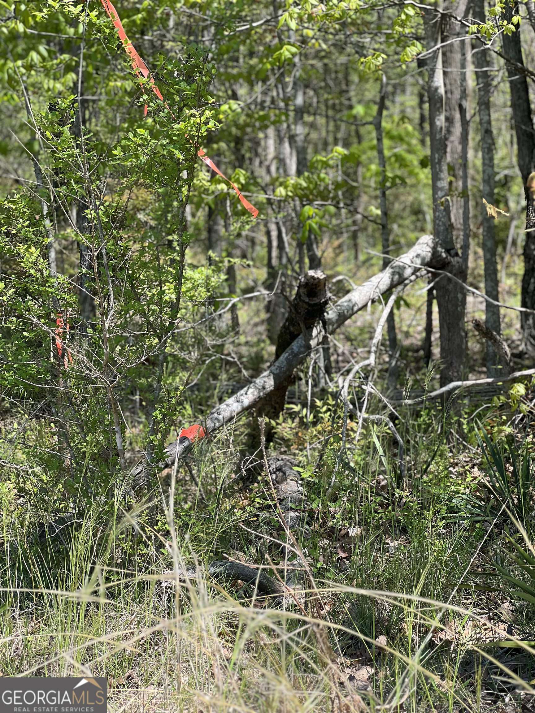 393-381 Old Conyers Road Stockbridge, GA 30281 - Photo 9 of 10 a picture of a tree