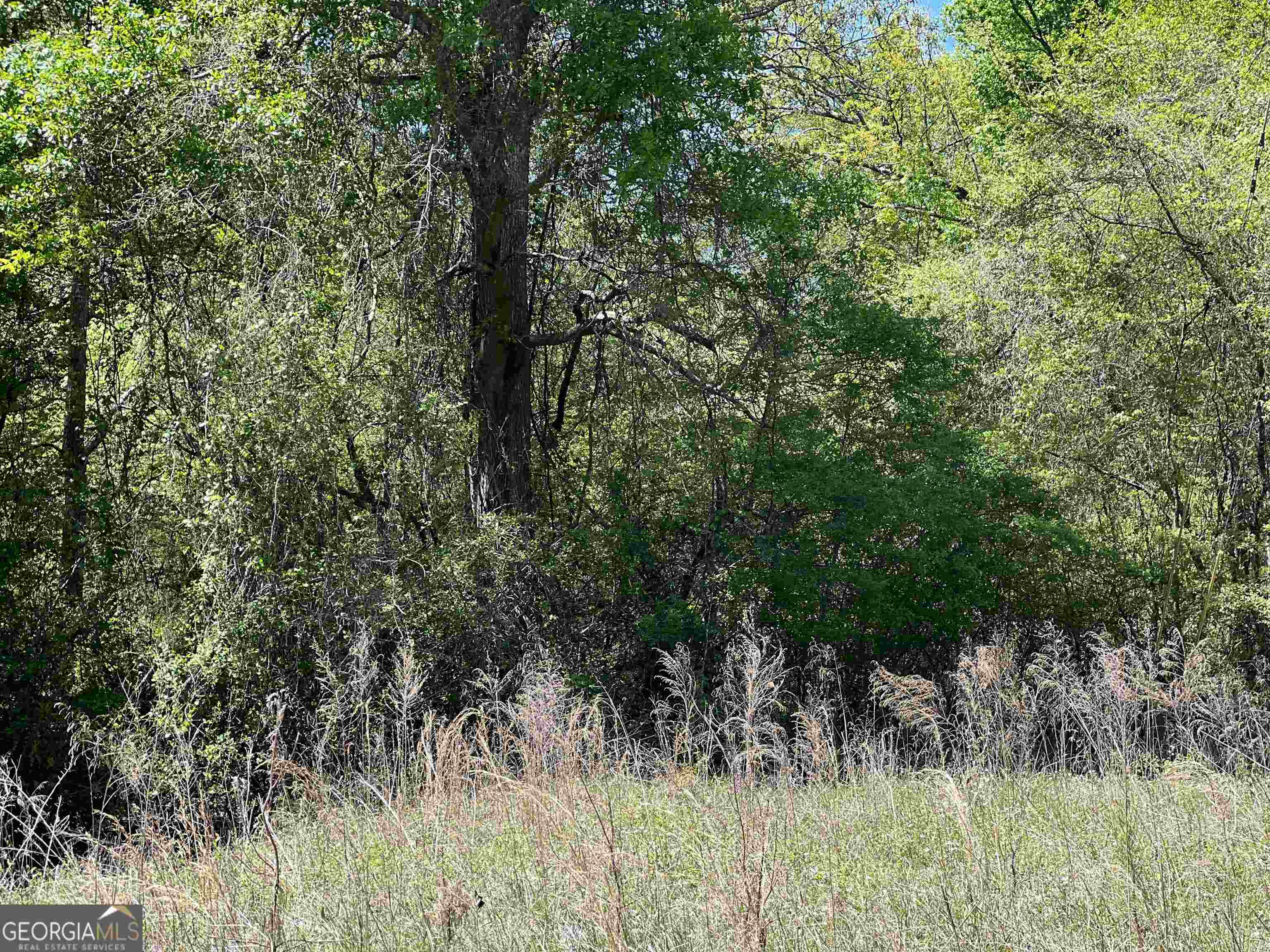 393-381 Old Conyers Road Stockbridge, GA 30281 - Photo 10 of 10 a view of a lush green forest with lawn chairs