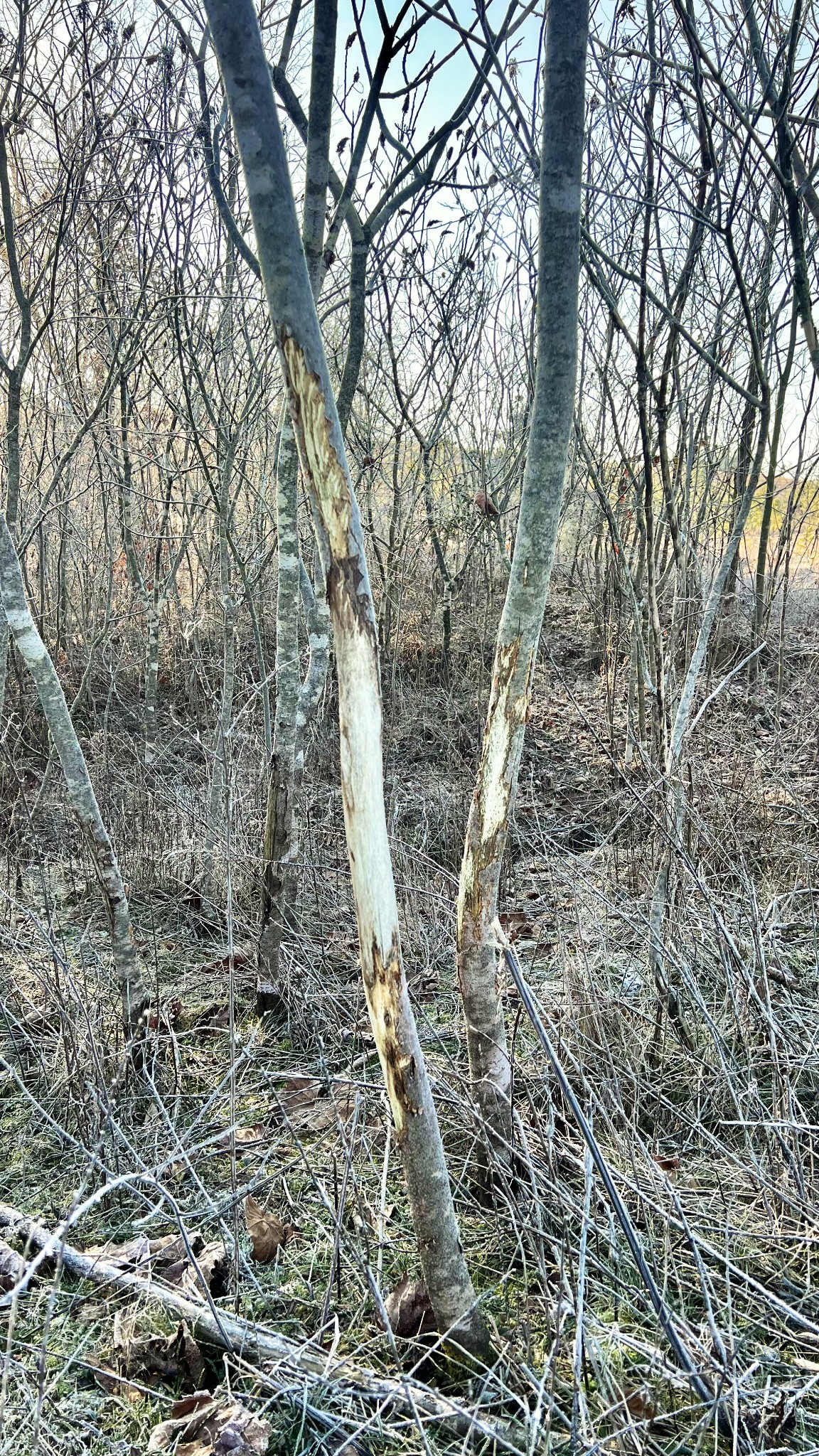 0 Seven 7 Mile Ridge Road Indian Mound, TN 37079 - Photo 13 of 34