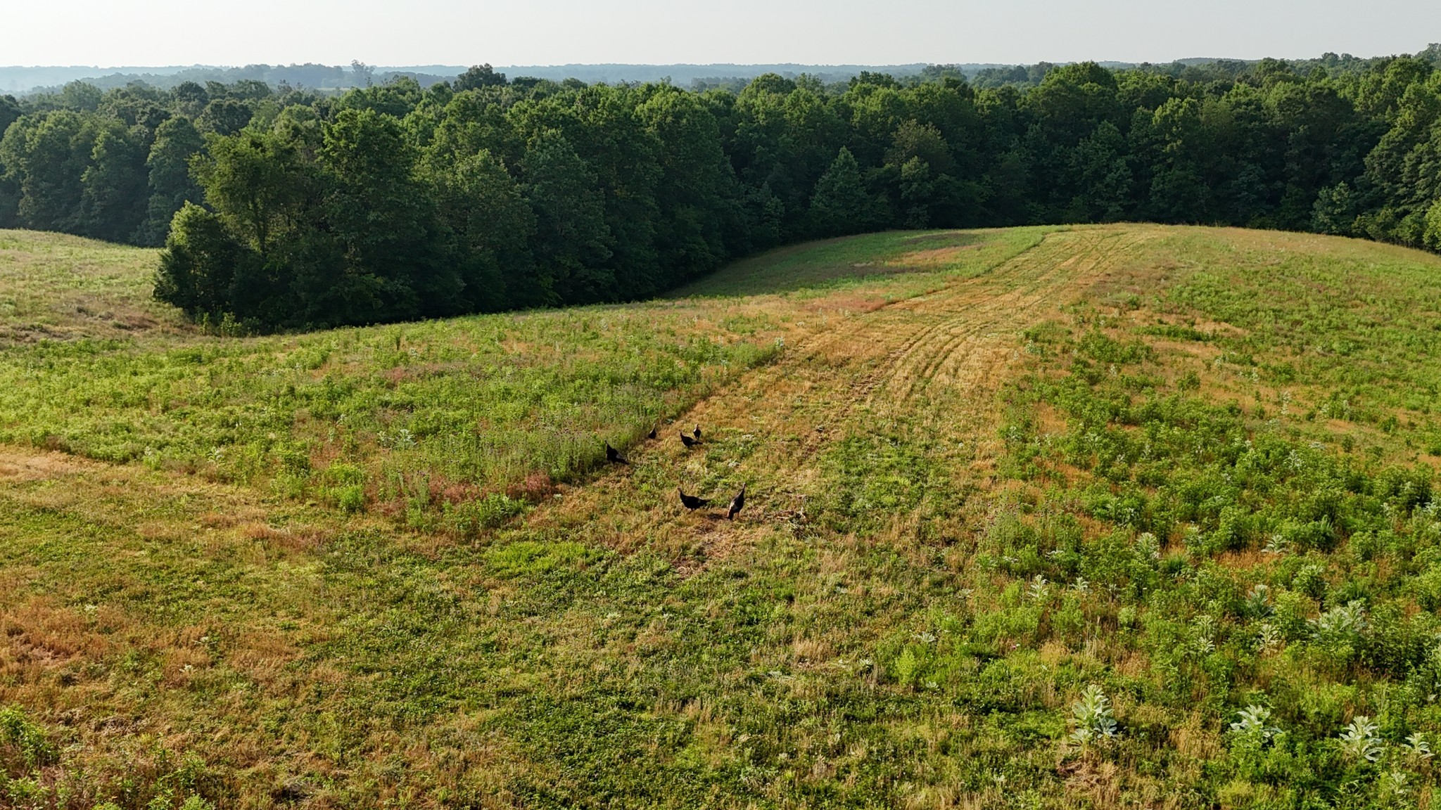 0 Seven 7 Mile Ridge Road Indian Mound, TN 37079 - Photo 30 of 34 a view of a yard with a house