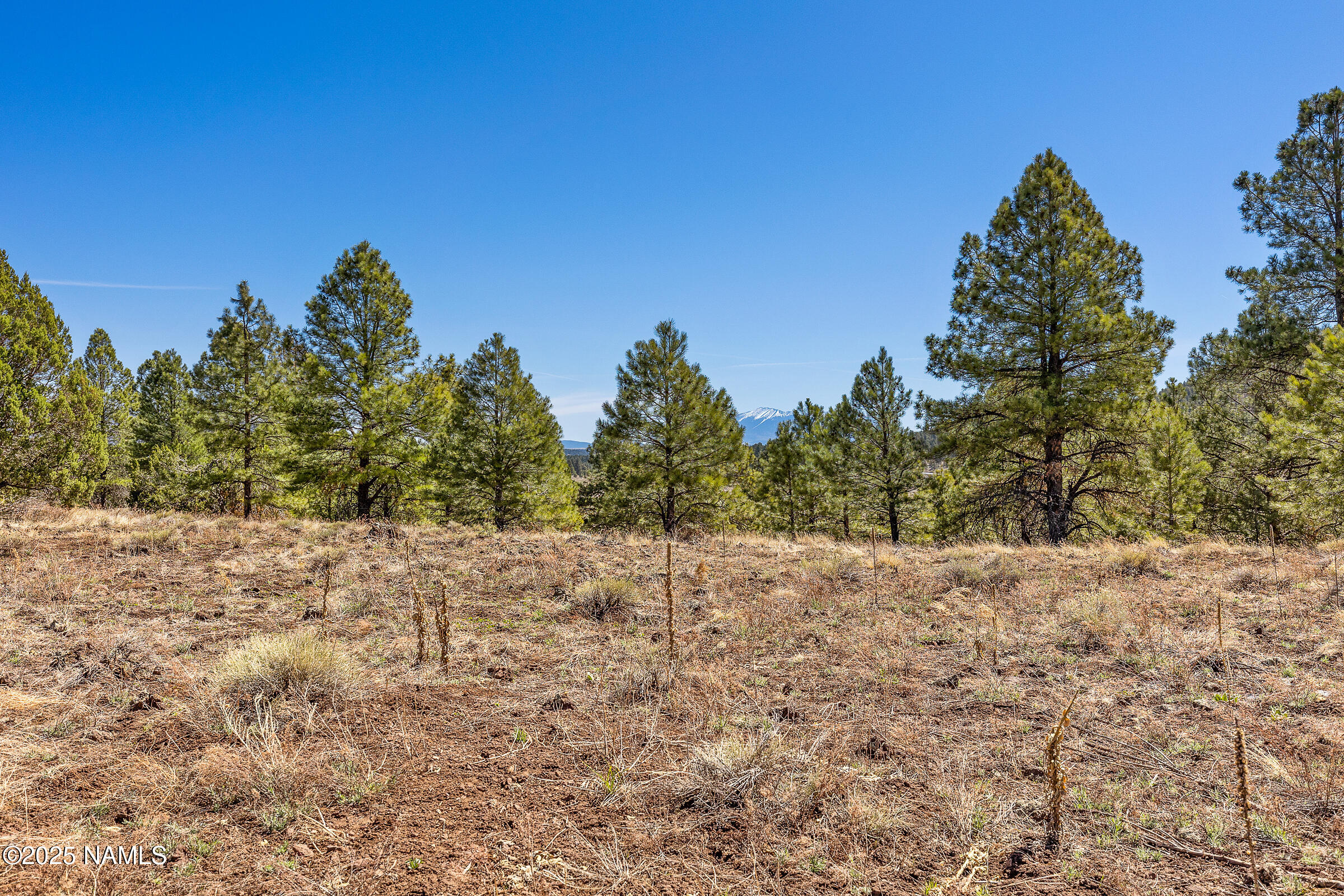 747 North Davenport Lk Road Williams, AZ 86046 - Photo 9 of 24 a view of a yard with a tree