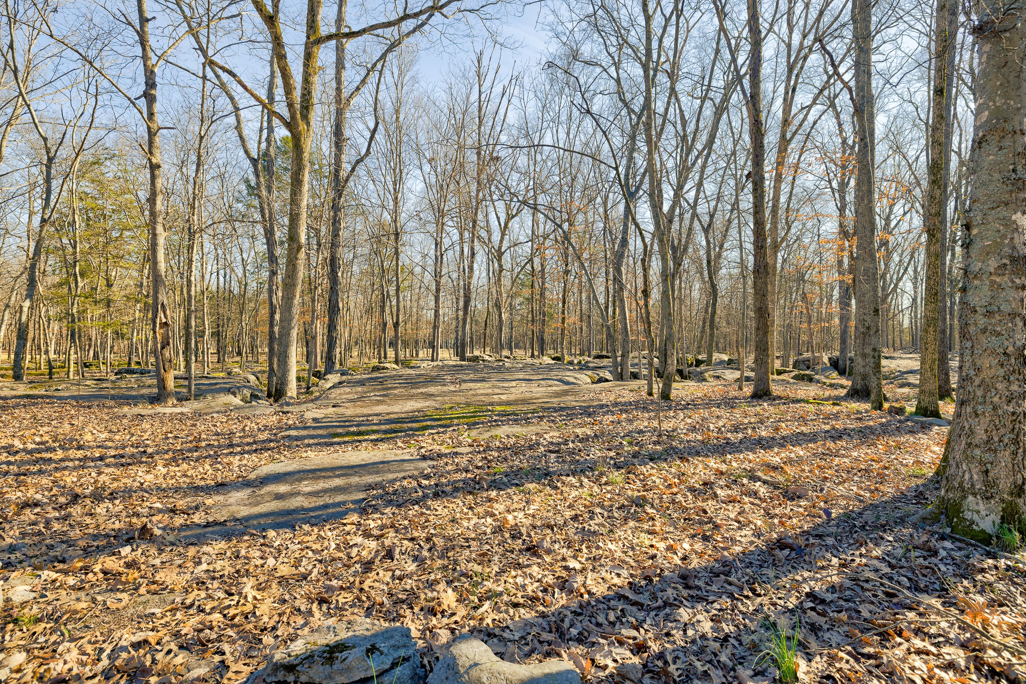 2543 Thompson Road Murfreesboro, TN 37128 - Photo 44 of 46 a view of a yard with trees