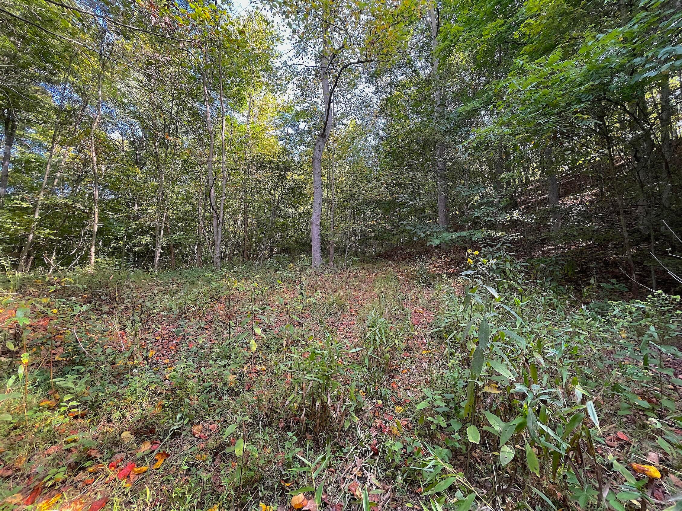 0 Porter Run Road Frankfort, OH 45628 - Photo 2 of 51 IMG_3197