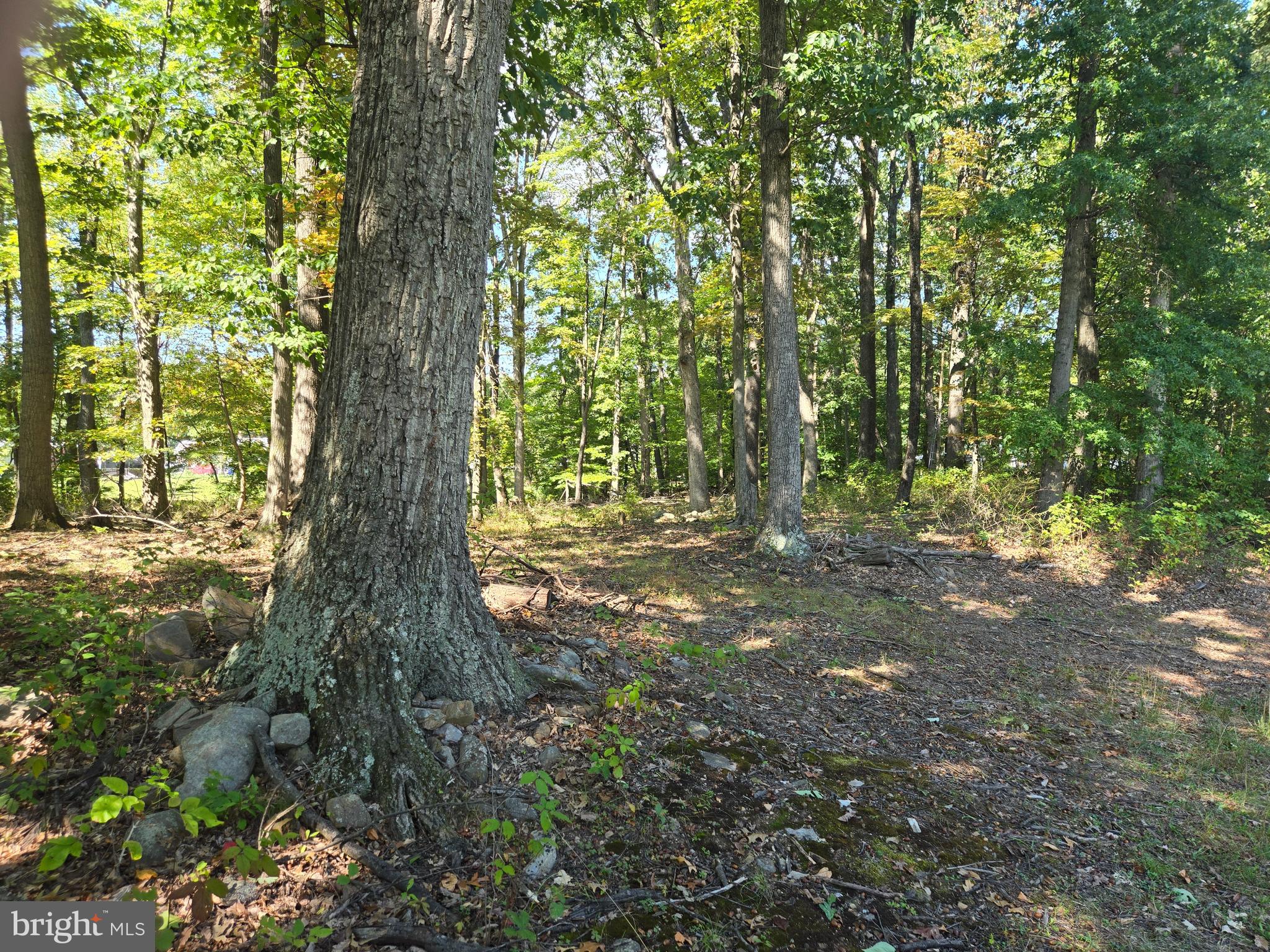 6431 Mountaindale Road Thurmont, MD 21788 - Photo 6 of 13 a view of tree