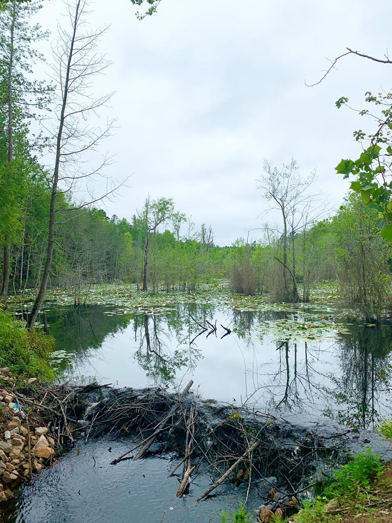597 White Pond Road Williston, SC 29853 - Photo 1 of 5