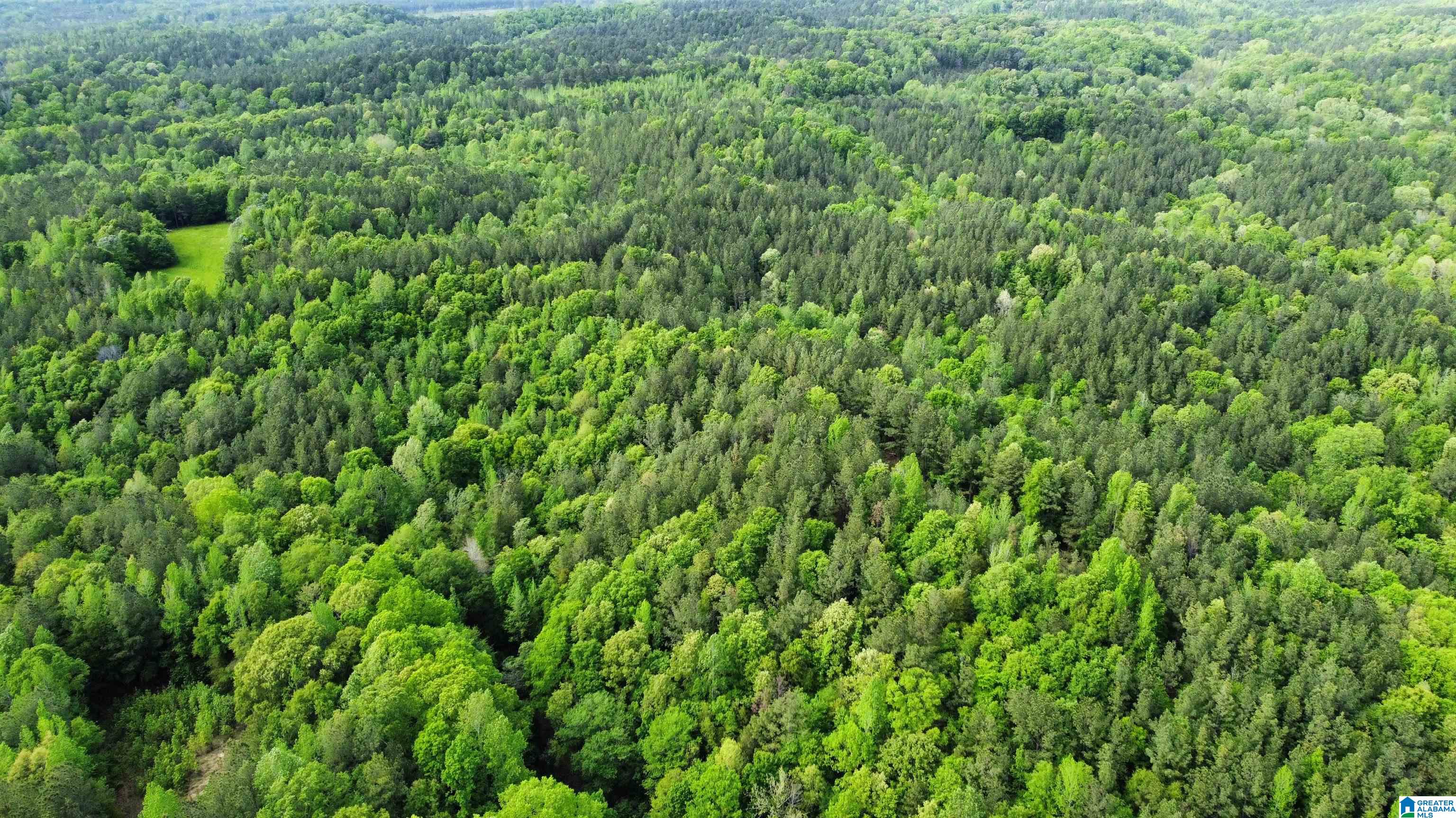 0 County Road 44 Linden, AL 36748 - Photo 11 of 48