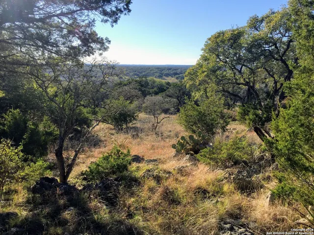 a view of a forest with trees in the background