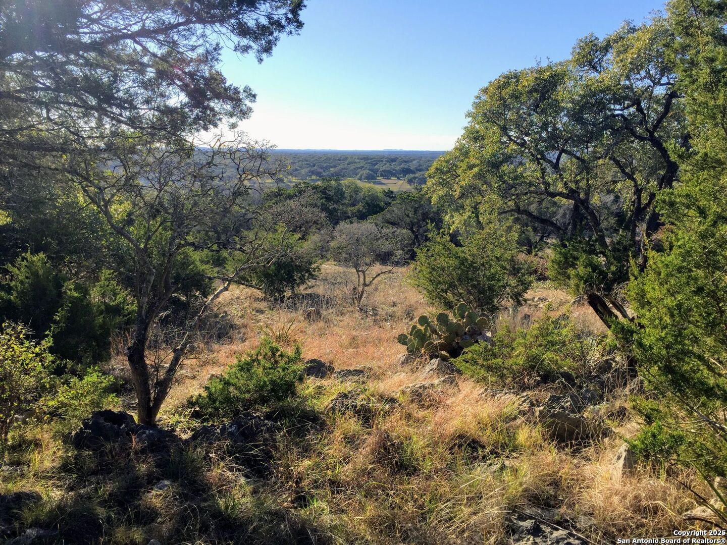 a view of a forest with trees in the background