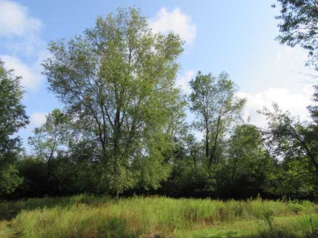 17602 Hibma Road Tustin, MI 49688 - Photo 70 of 94 1837120-69.JPG