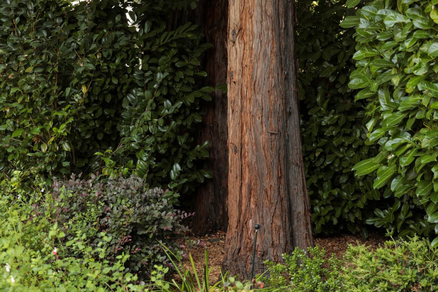 9 Park Drive Atherton, CA 94027 - Photo 52 of 56 a view of a backyard