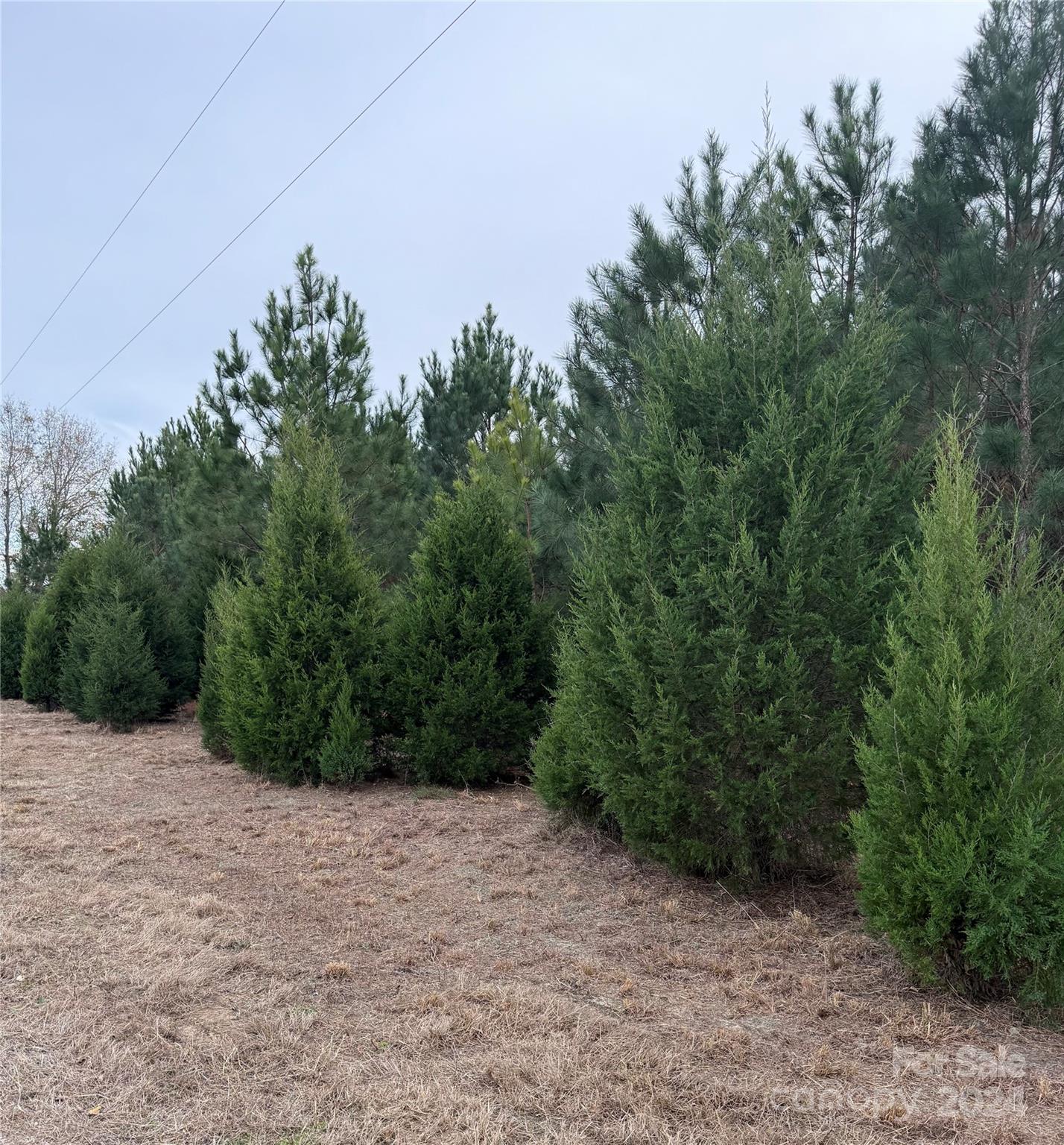 Tbd Lee Lane Bennettsville, SC 29512 - Photo 2 of 9