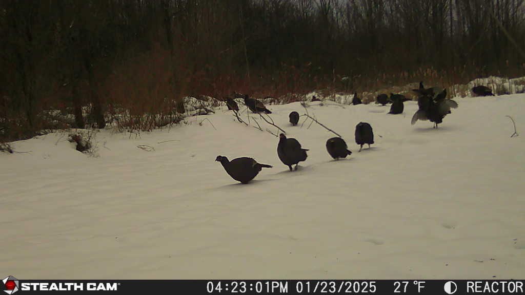 Old Bald Hill Road Hemlock, NY 14466 - Photo 13 of 16 Gallery Image 13