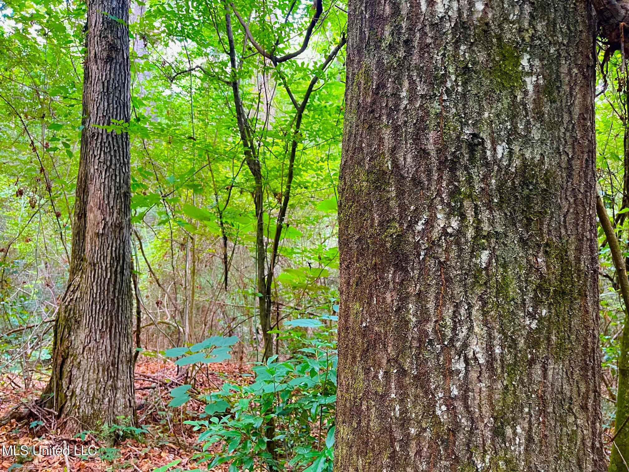 Twin Bridge Road Sandy Hook, MS 39478 - Photo 5 of 15 ww6