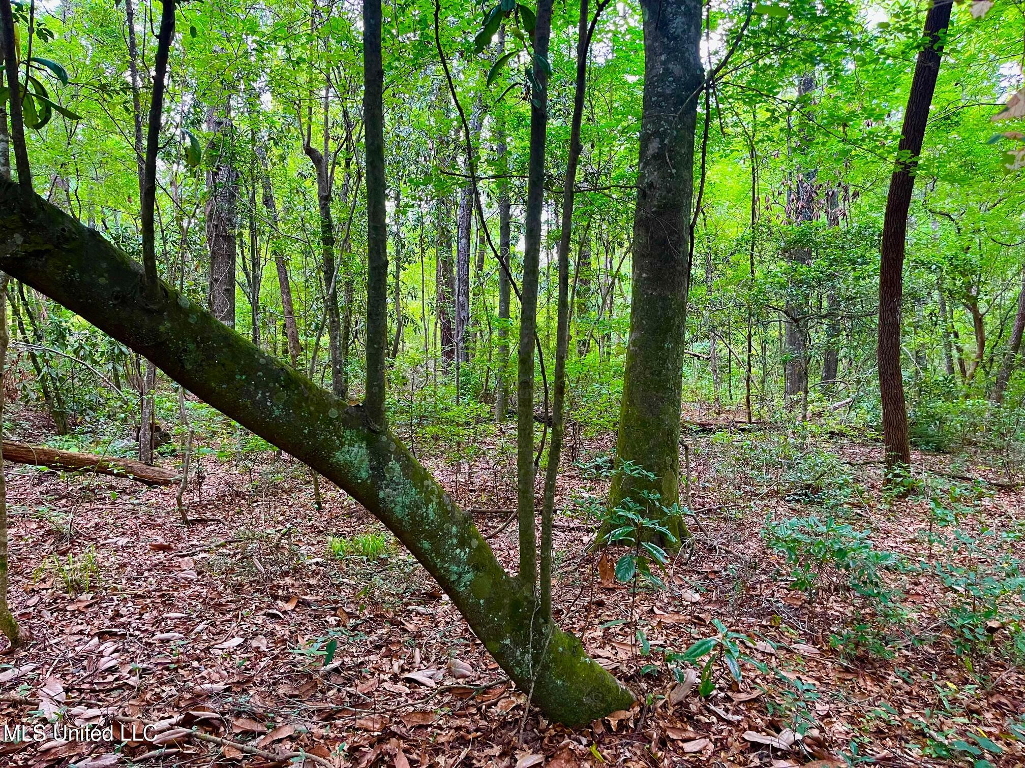 Twin Bridge Road Sandy Hook, MS 39478 - Photo 6 of 15 ww7