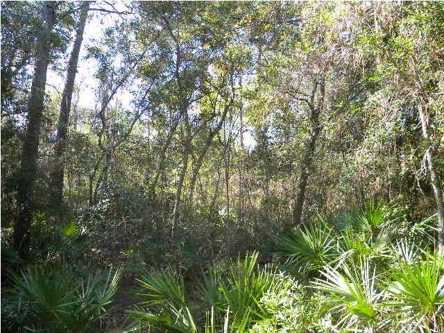 Lot #14 Adair Lane Santa Rosa Beach, FL 32459 - Photo 5 of 5 a view of a yard with plants and trees