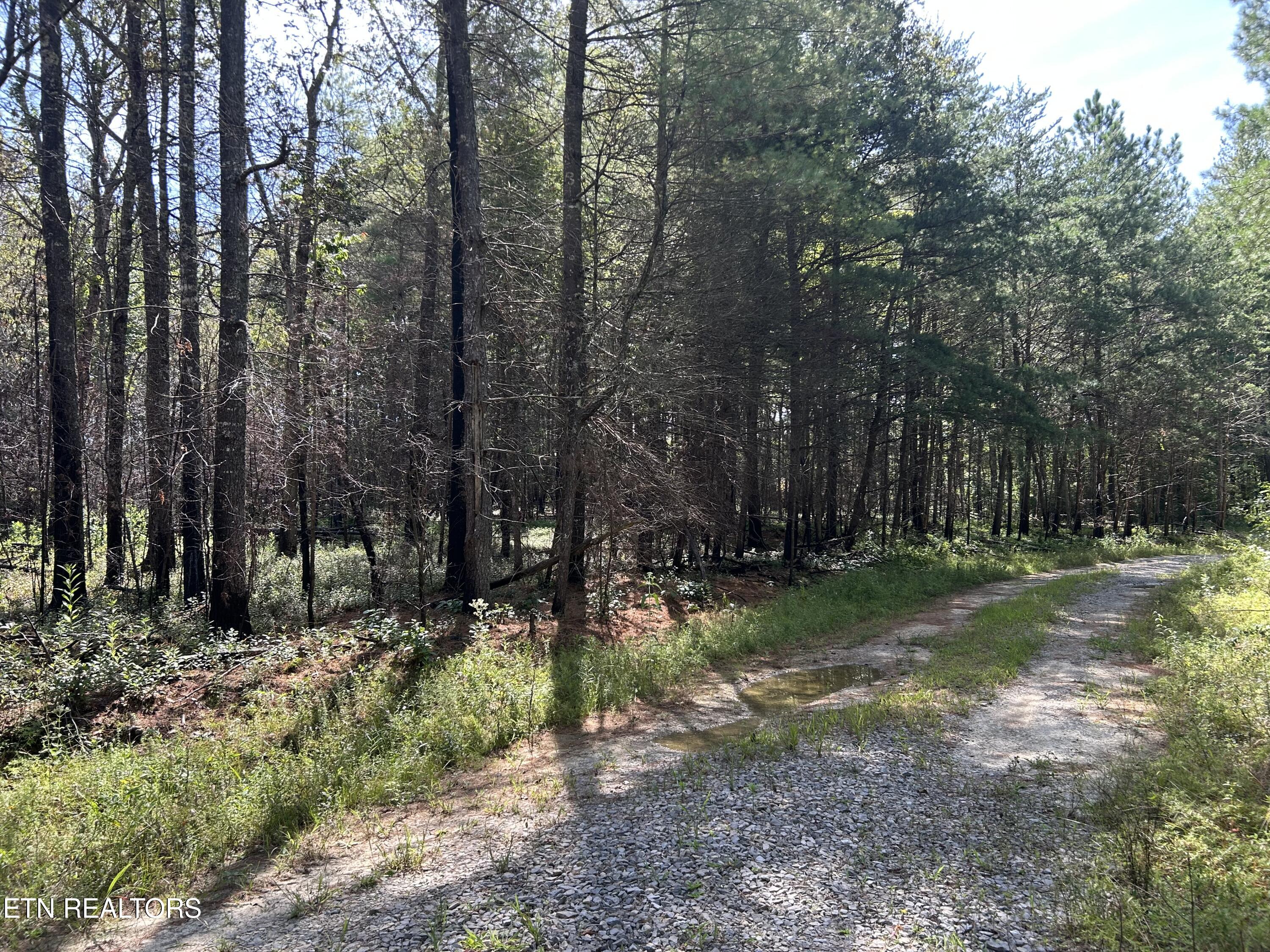 241 Star Lake Way Deer Lodge, TN 37726 - Photo 11 of 13 IMG_0505