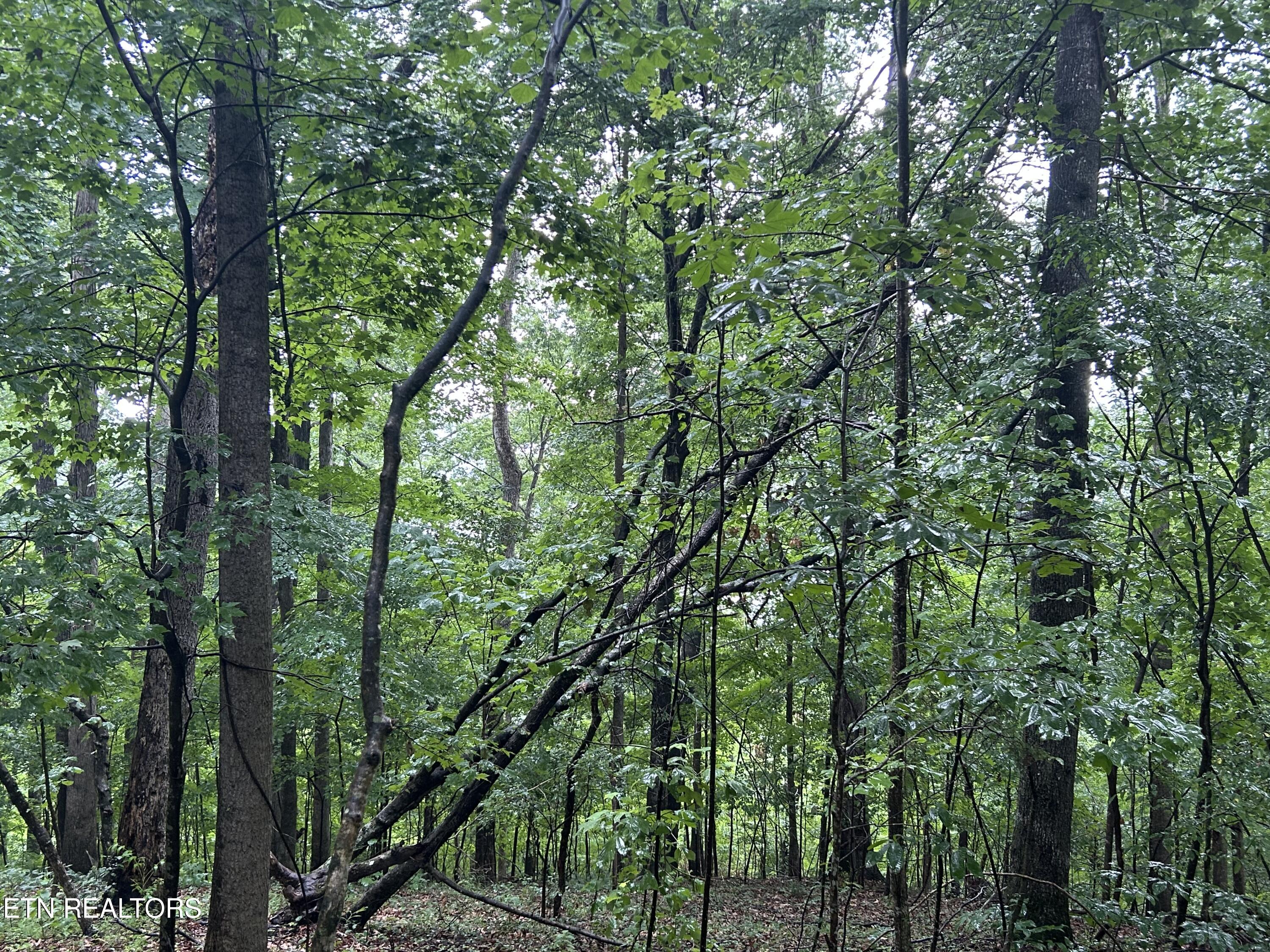 241 Star Lake Way Deer Lodge, TN 37726 - Photo 6 of 13 IMG_9733