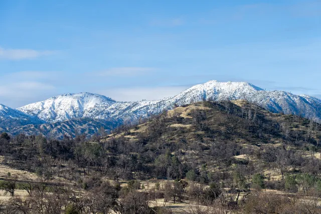 a view of a large forest with mountain view