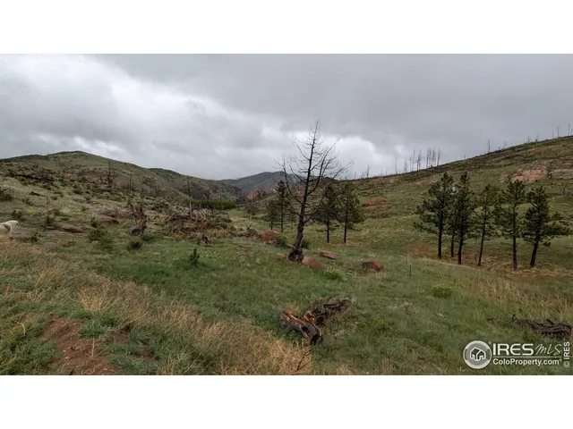 a open area with lots of trees