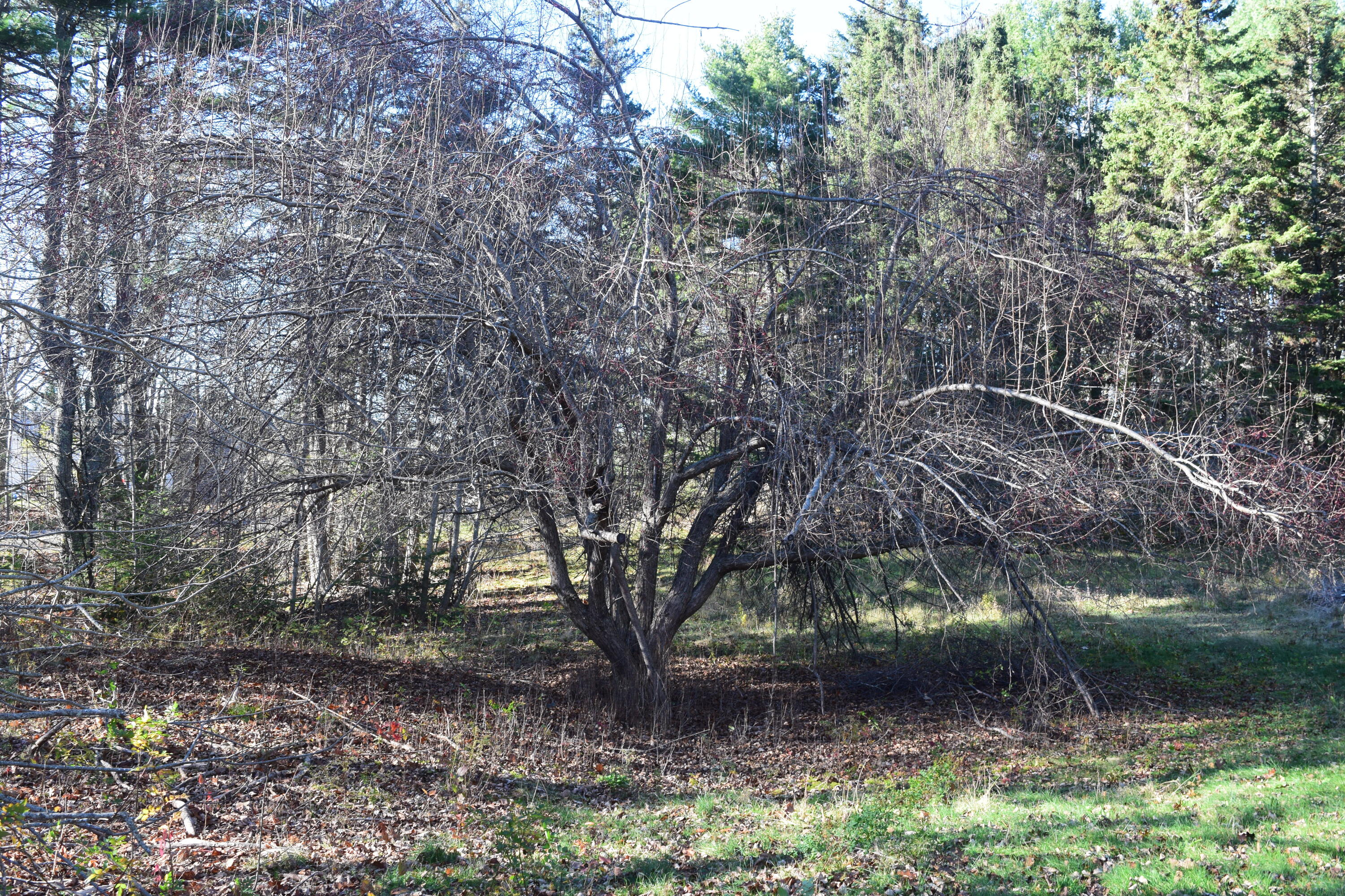 829 Surry Road Surry, ME 04684 - Photo 21 of 27 DSC_0649