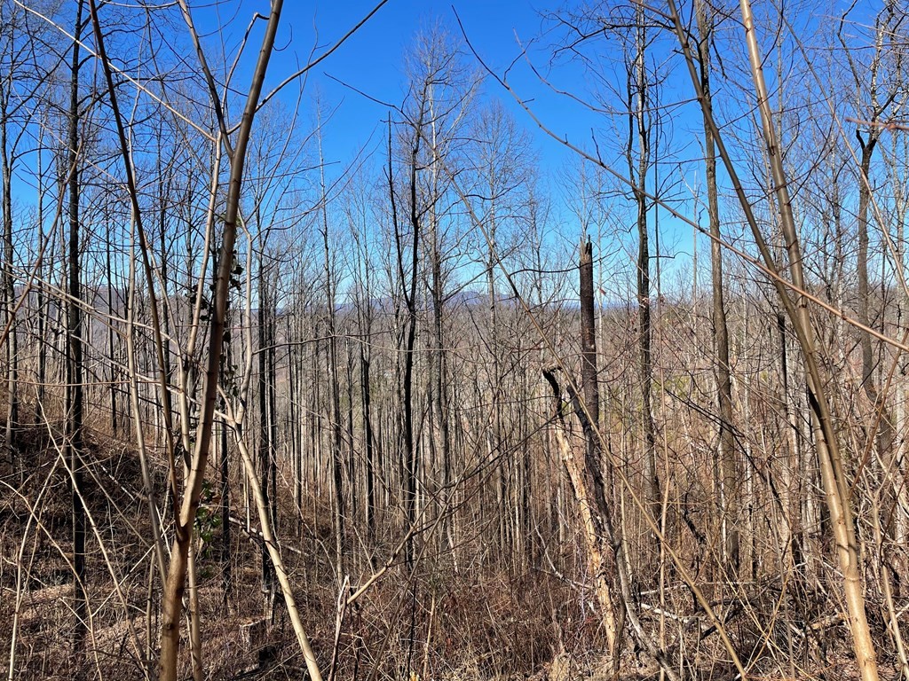 0 Jess Field Road Gatlinburg, TN 37738 - Photo 3 of 4 Gallery Image 3