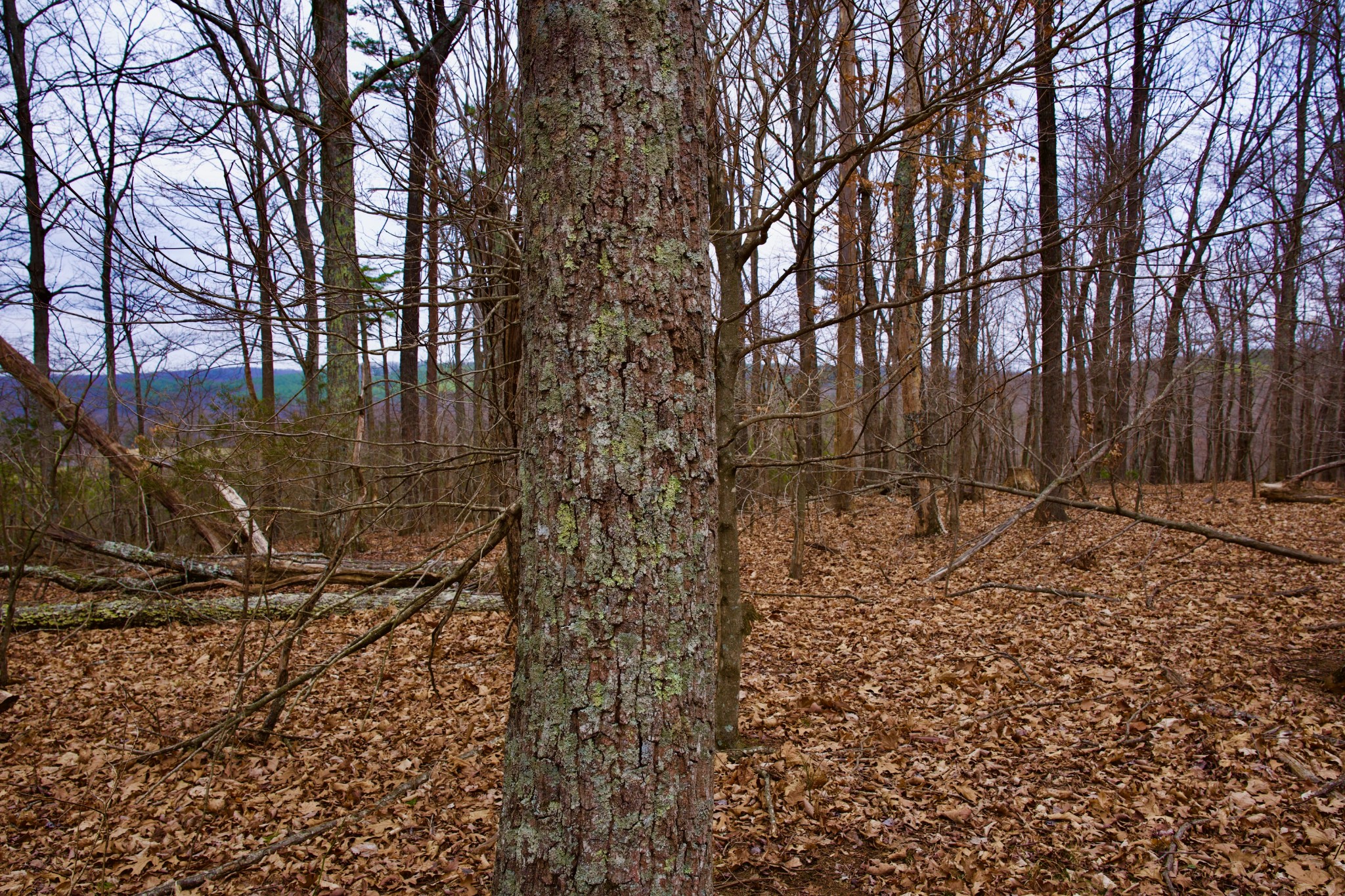 0 Madewell Road Spencer, TN 38585 - Photo 12 of 51