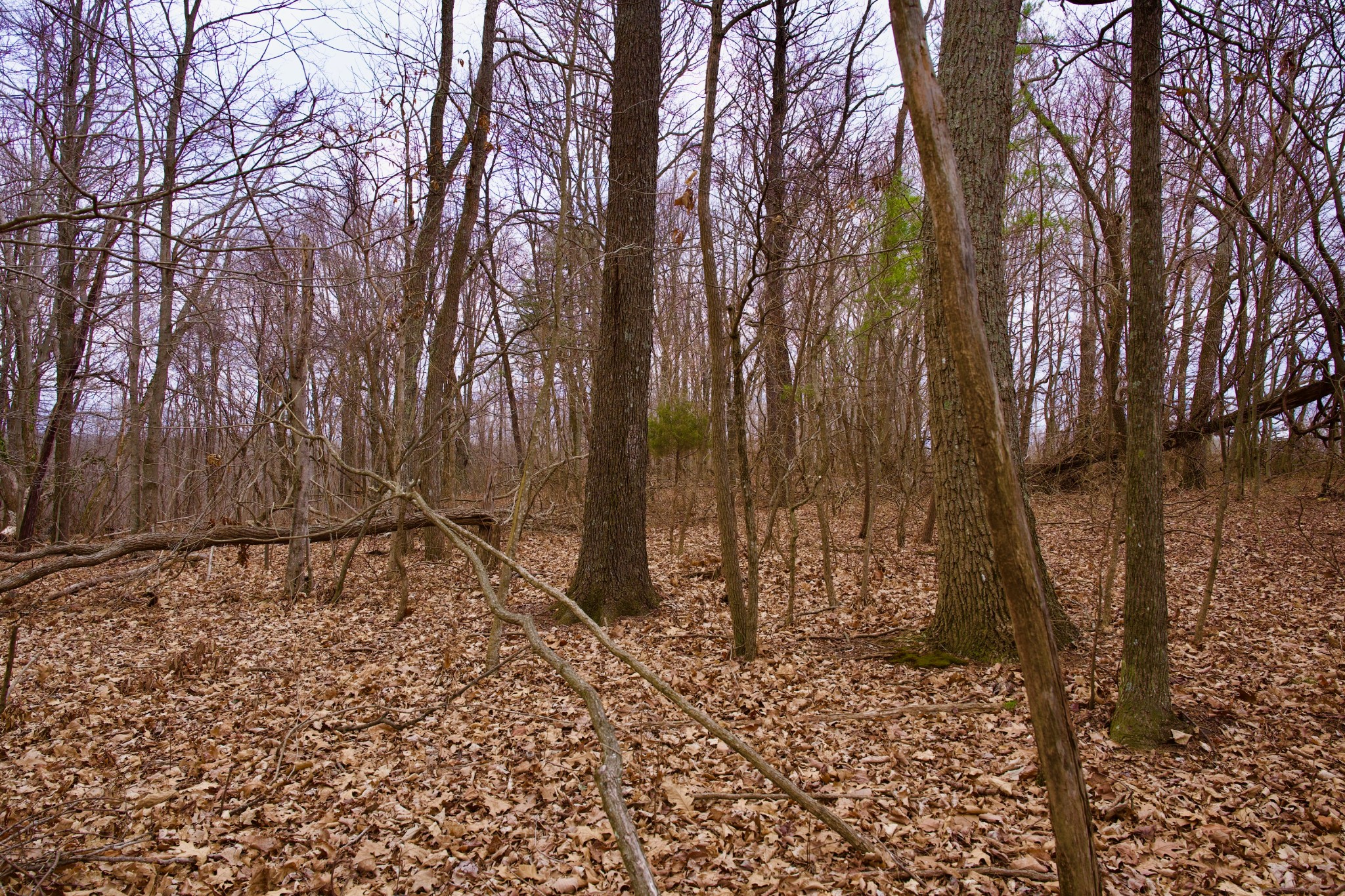 0 Madewell Road Spencer, TN 38585 - Photo 13 of 51