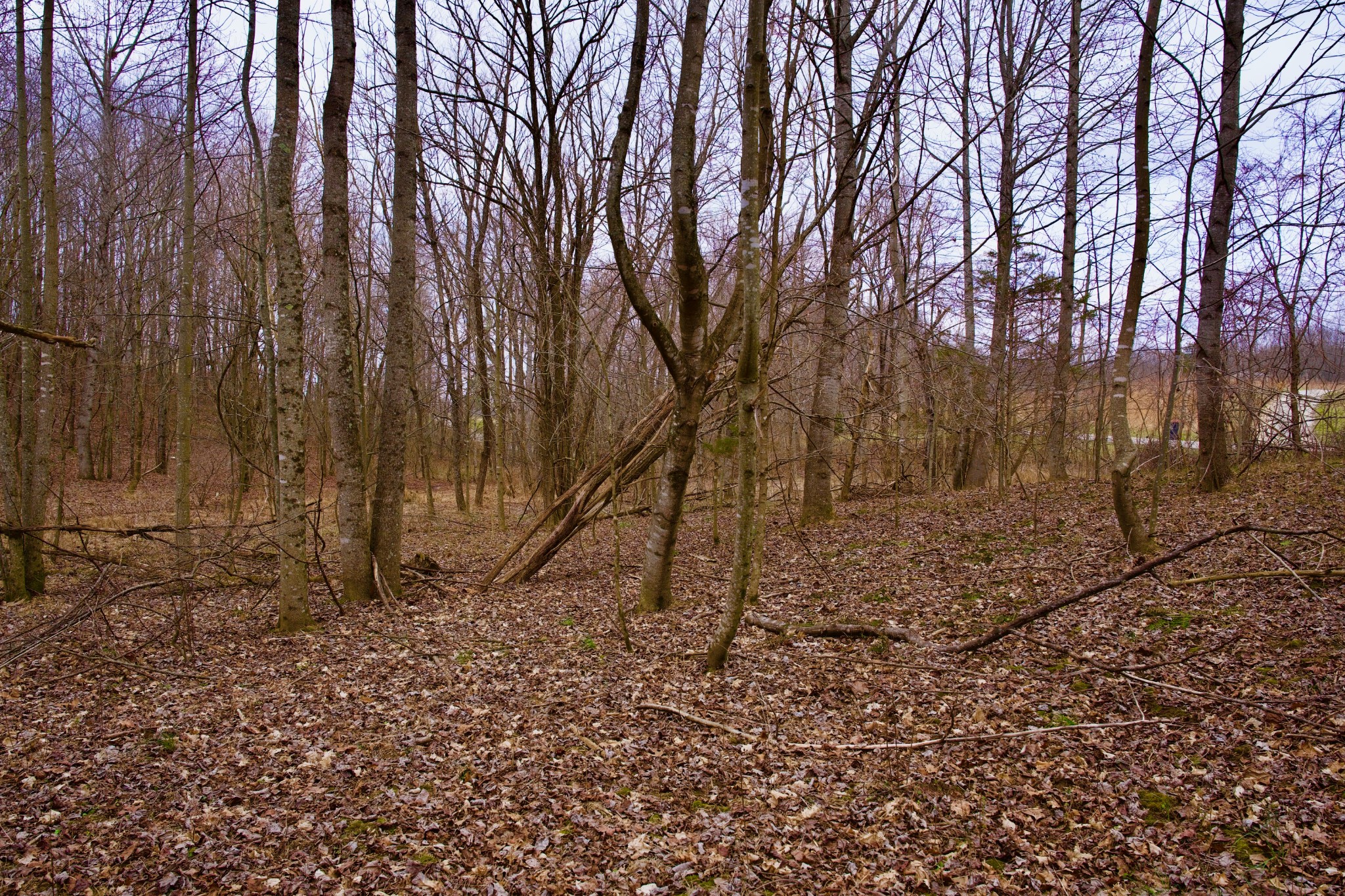 0 Madewell Road Spencer, TN 38585 - Photo 16 of 51