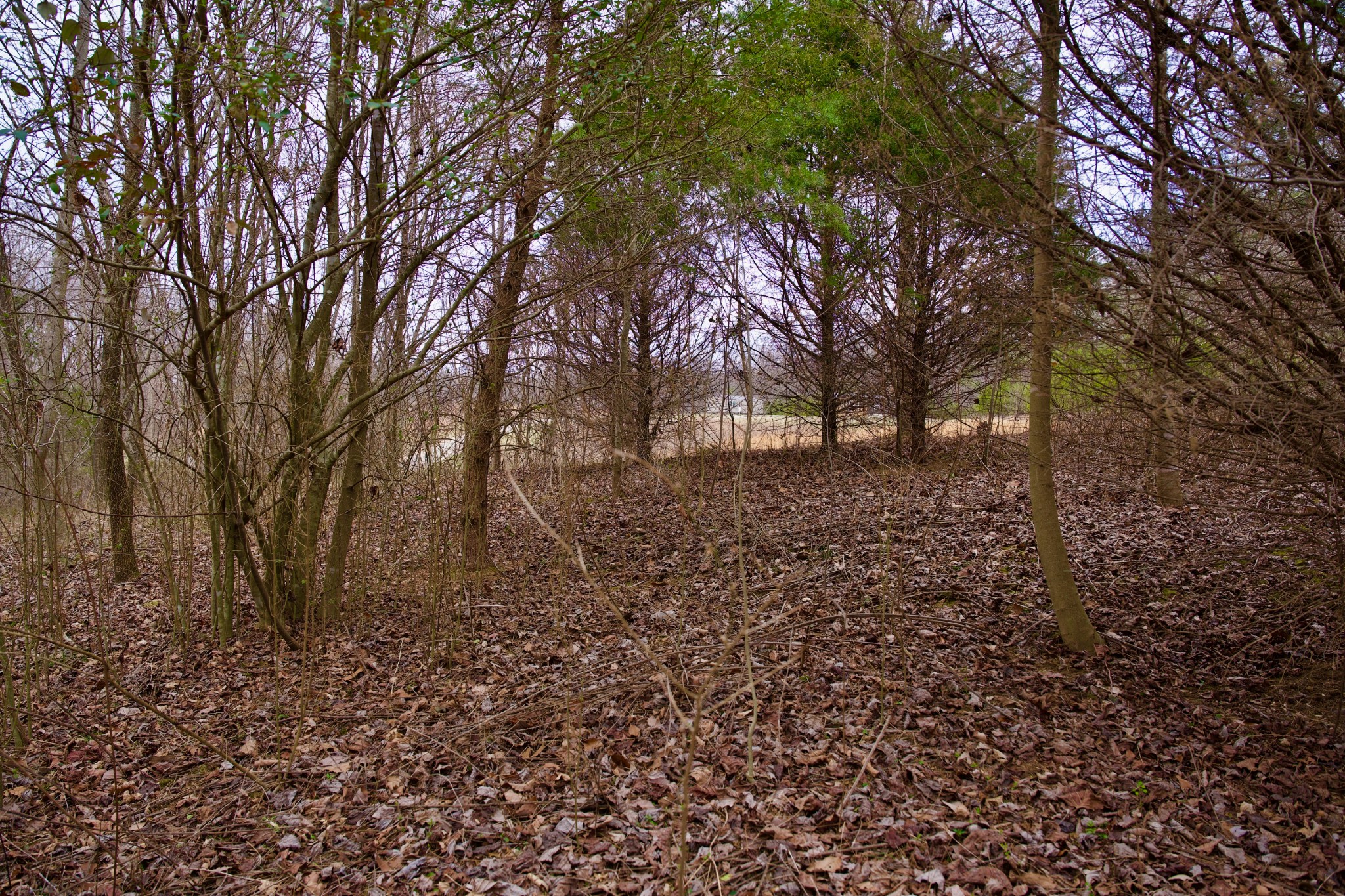 0 Madewell Road Spencer, TN 38585 - Photo 18 of 51