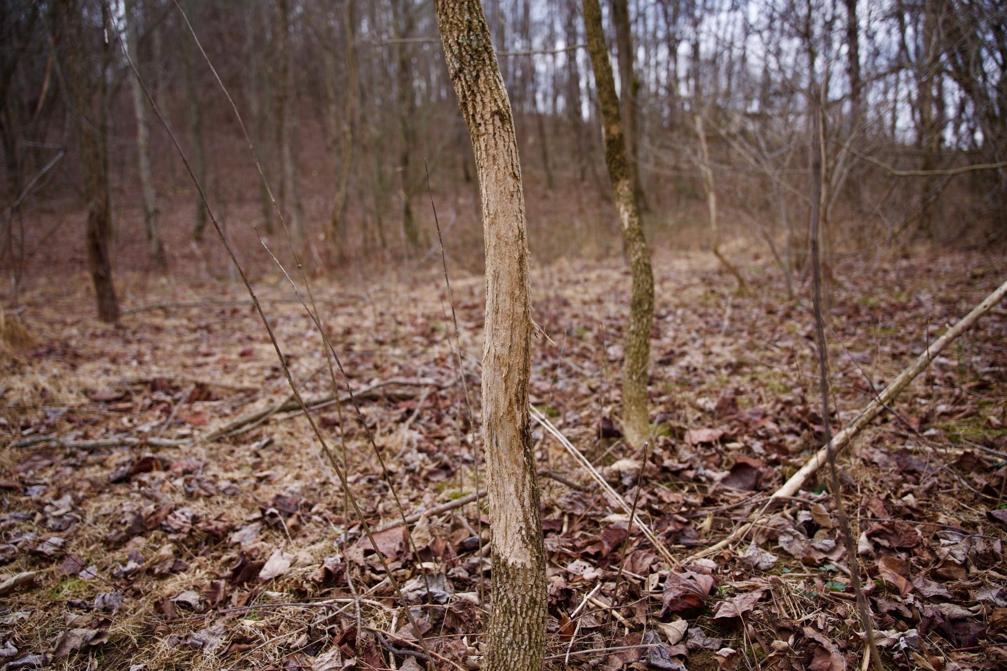 0 Madewell Road Spencer, TN 38585 - Photo 23 of 51