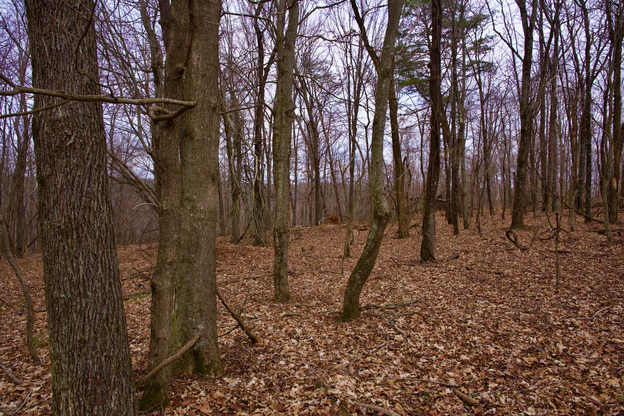 0 Madewell Road Spencer, TN 38585 - Photo 27 of 51