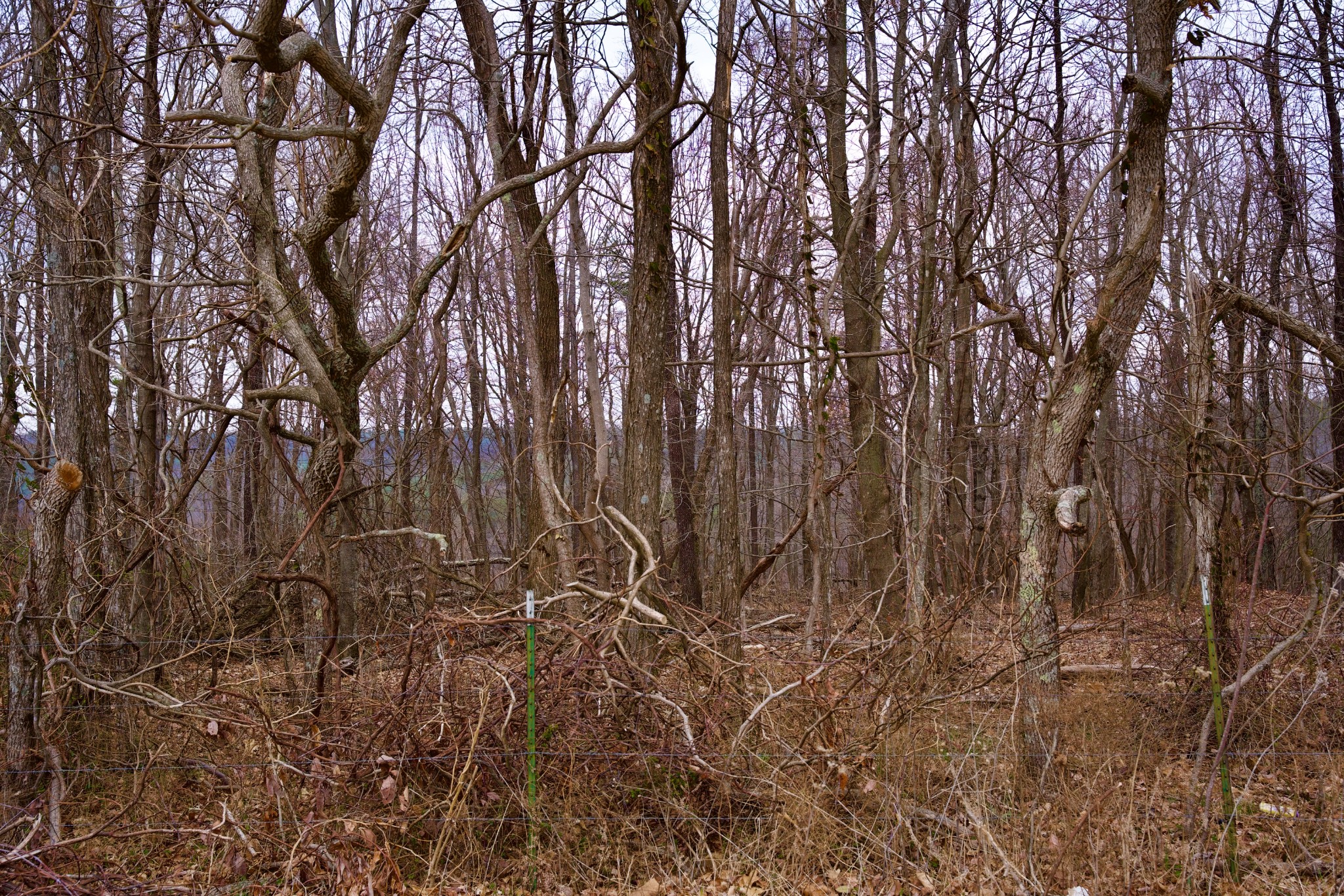 0 Madewell Road Spencer, TN 38585 - Photo 28 of 51