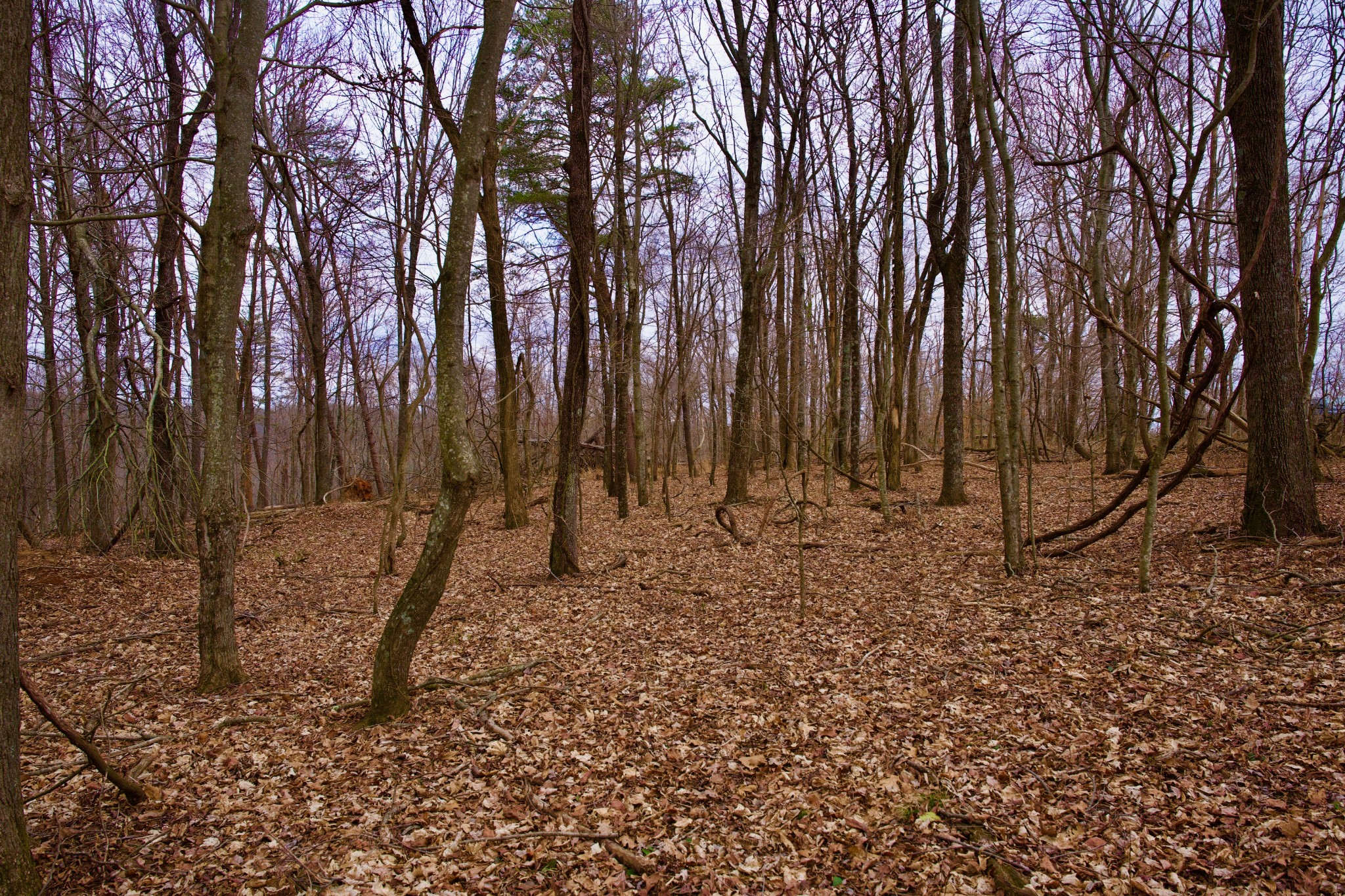 0 Madewell Road Spencer, TN 38585 - Photo 29 of 51