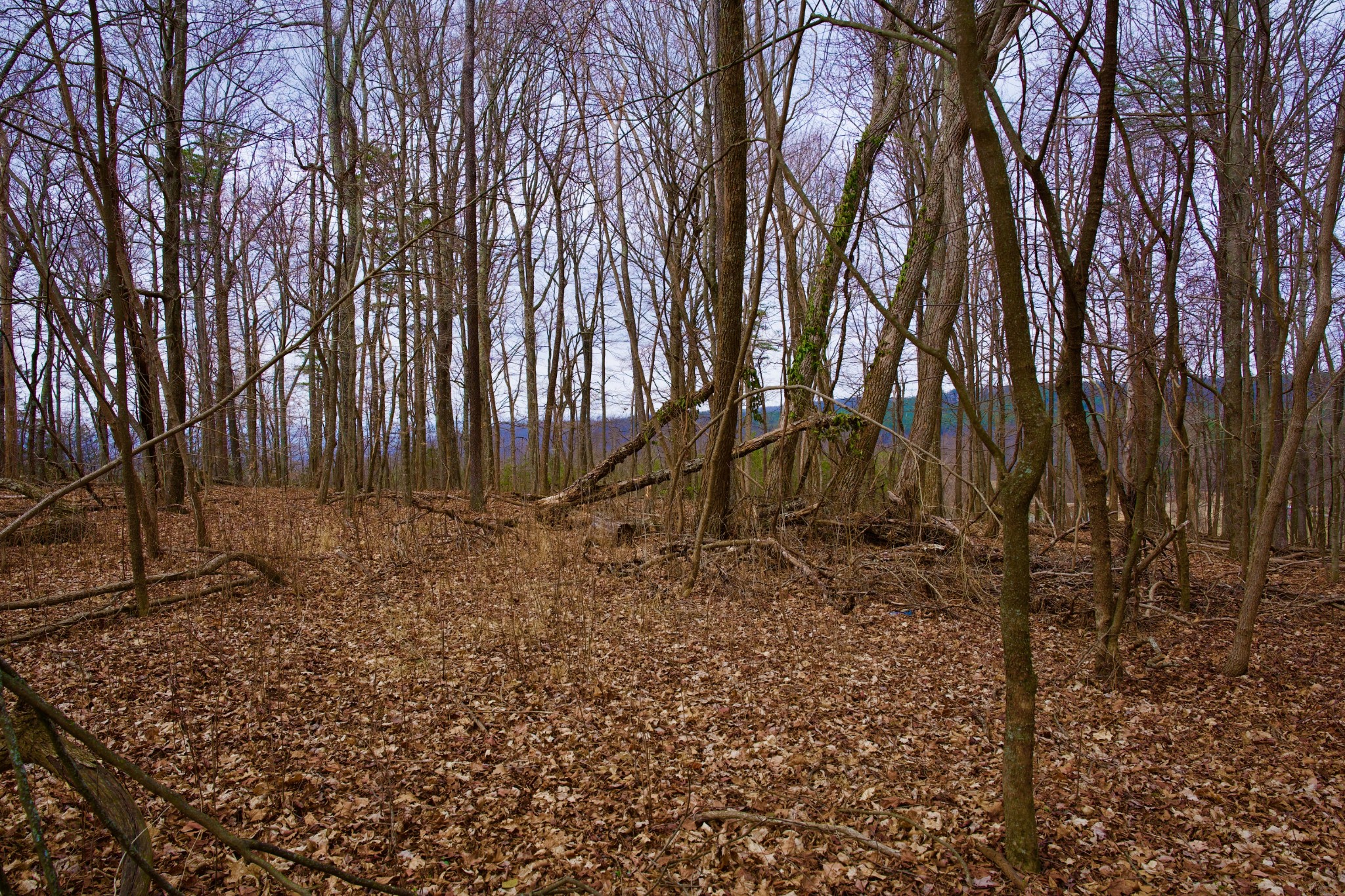 0 Madewell Road Spencer, TN 38585 - Photo 31 of 51