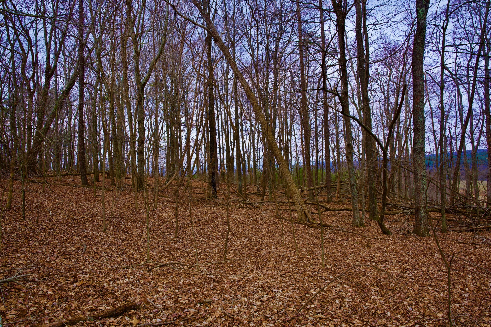 0 Madewell Road Spencer, TN 38585 - Photo 33 of 51