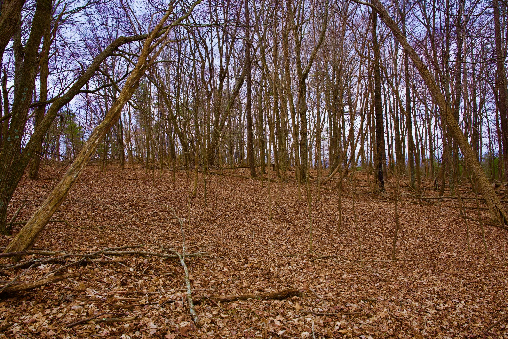 0 Madewell Road Spencer, TN 38585 - Photo 34 of 51