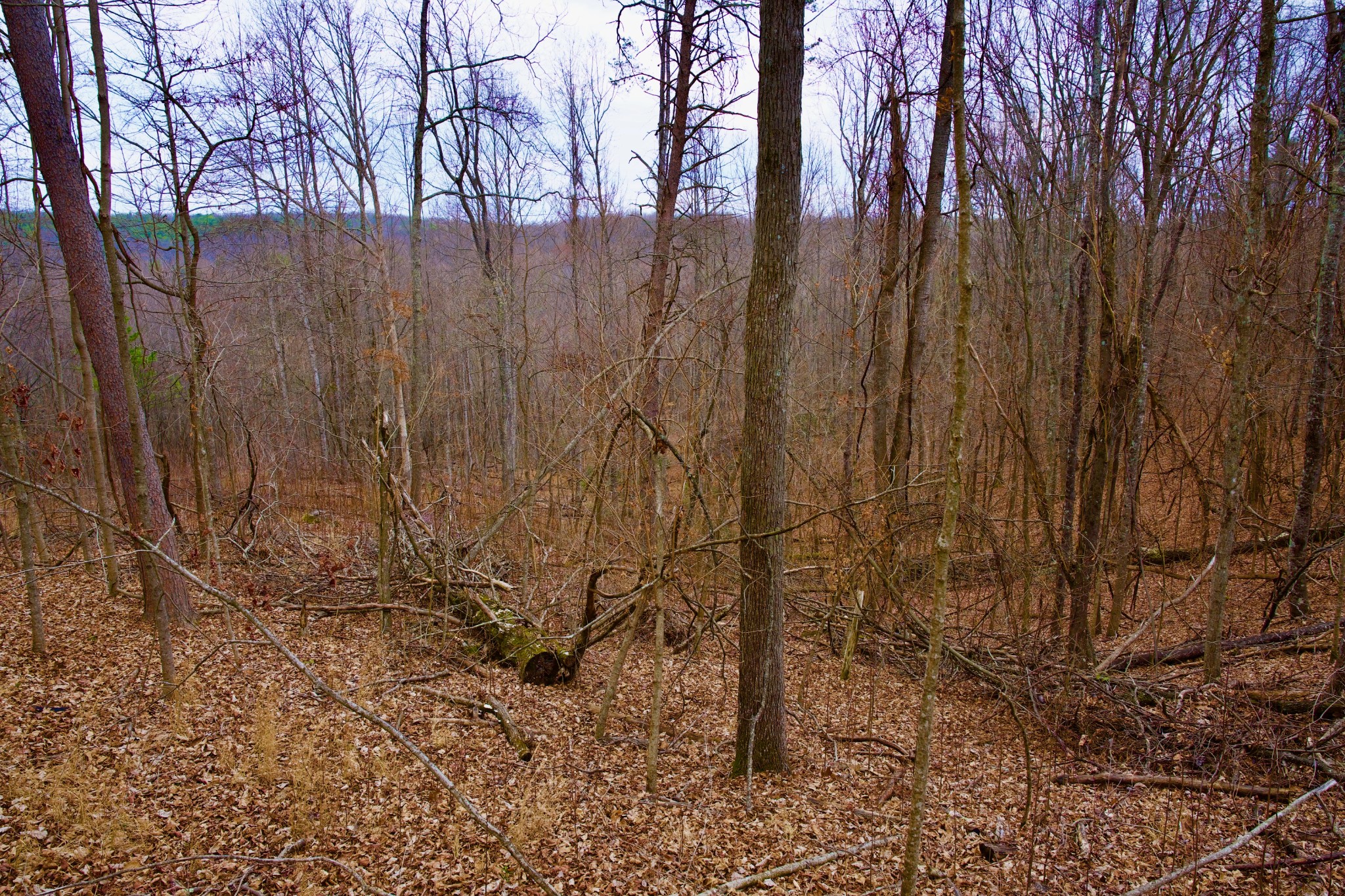 0 Madewell Road Spencer, TN 38585 - Photo 36 of 51