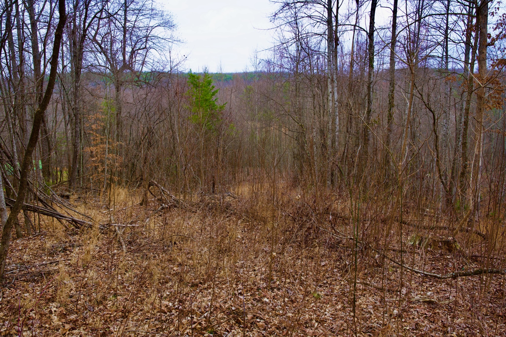 0 Madewell Road Spencer, TN 38585 - Photo 37 of 51
