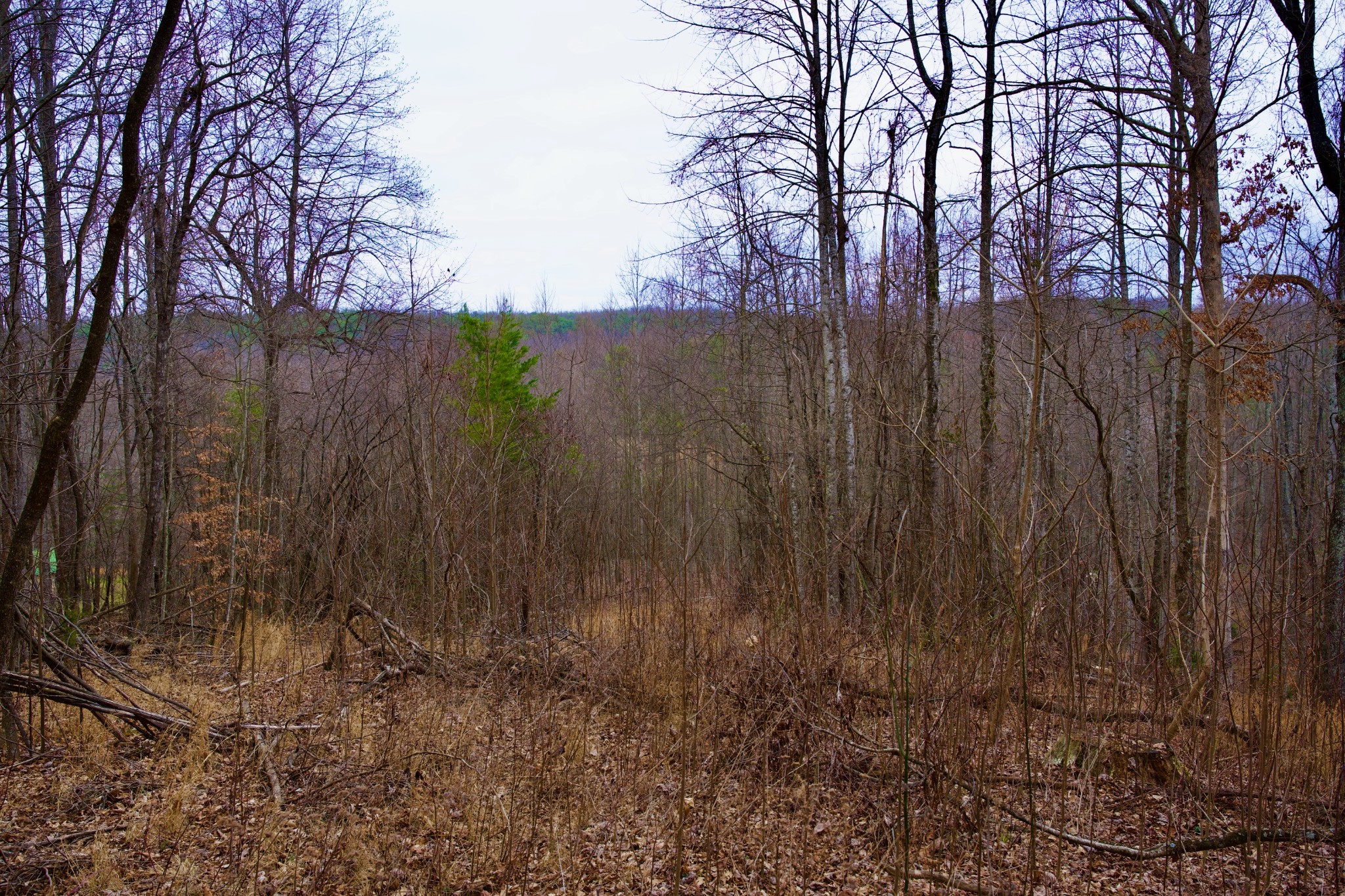 0 Madewell Road Spencer, TN 38585 - Photo 38 of 51