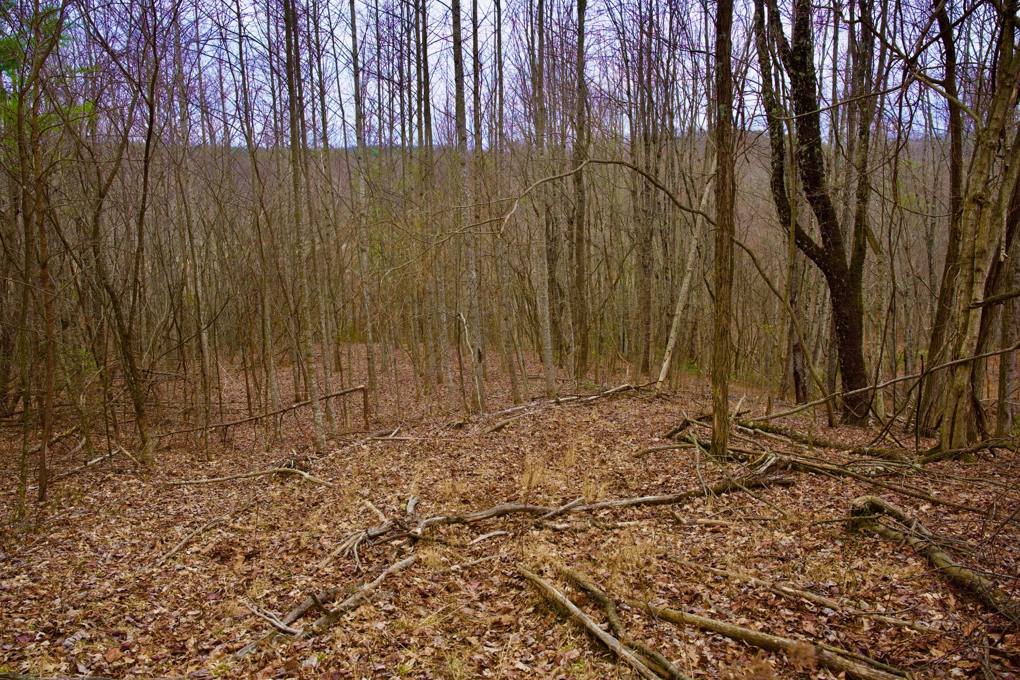 0 Madewell Road Spencer, TN 38585 - Photo 39 of 51