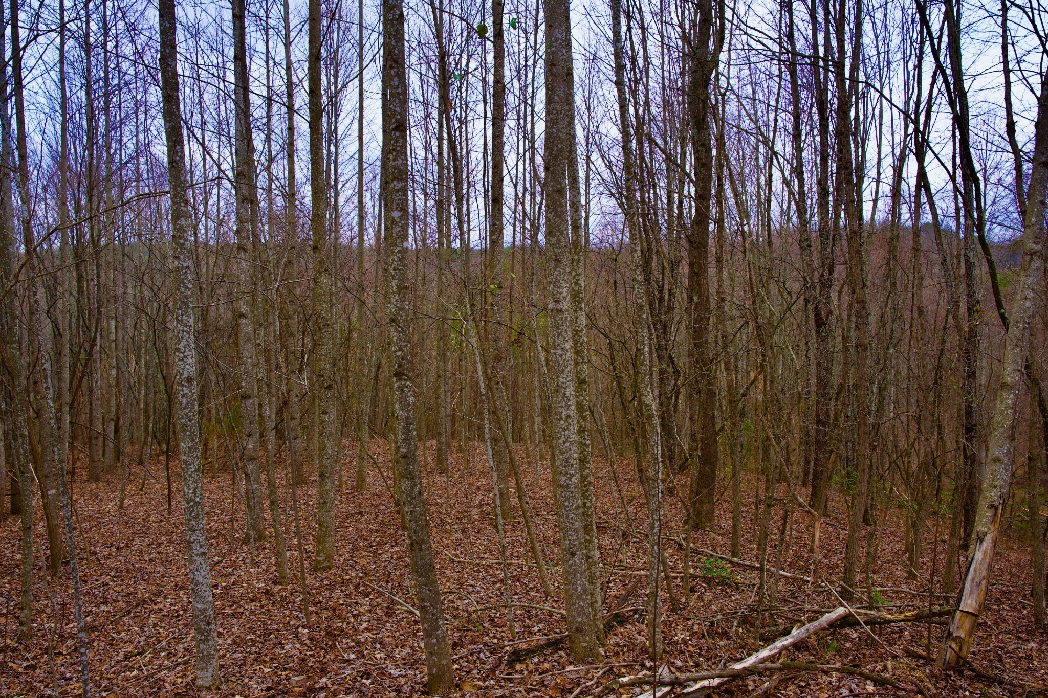 0 Madewell Road Spencer, TN 38585 - Photo 40 of 51