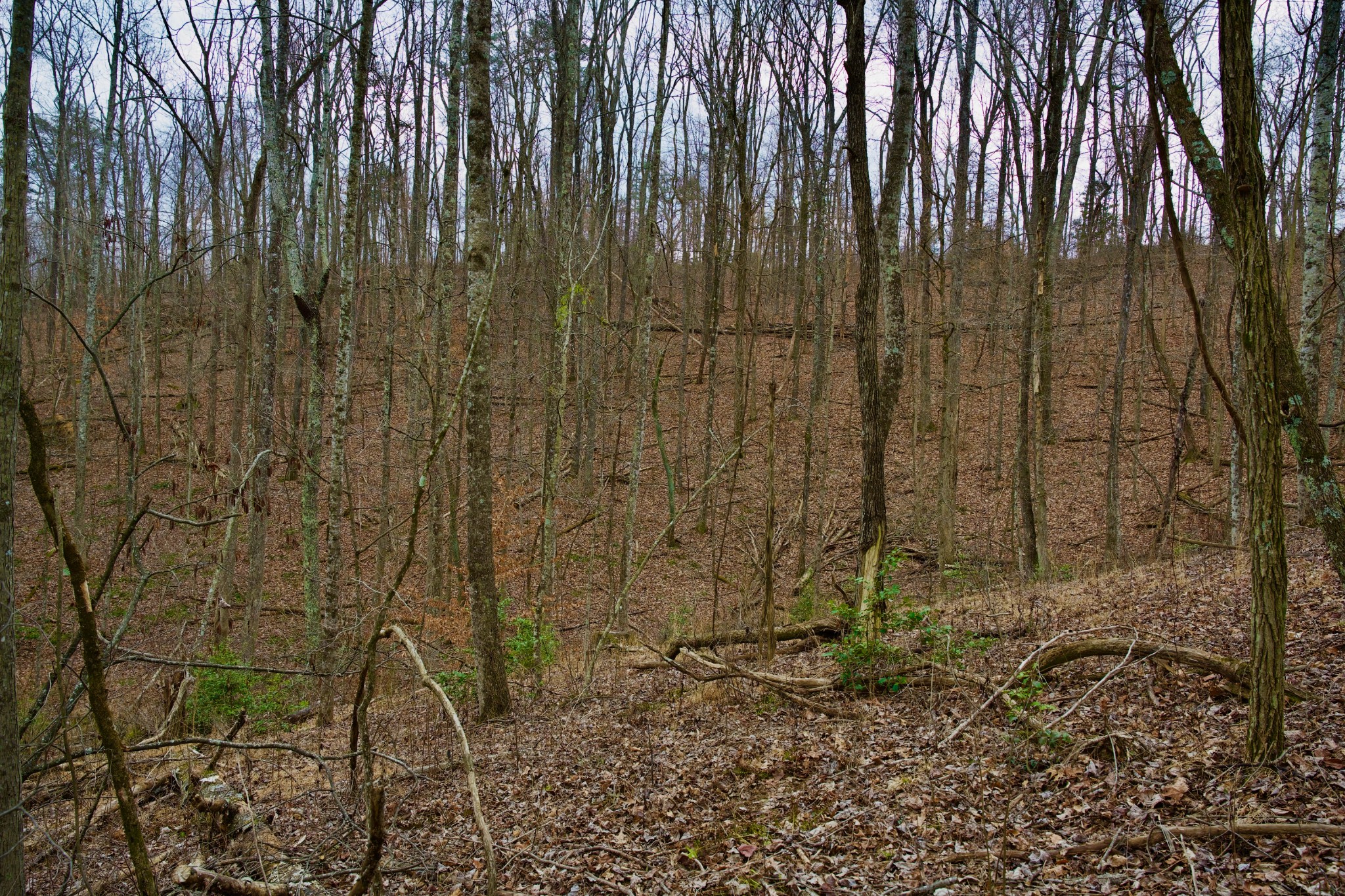 0 Madewell Road Spencer, TN 38585 - Photo 42 of 51