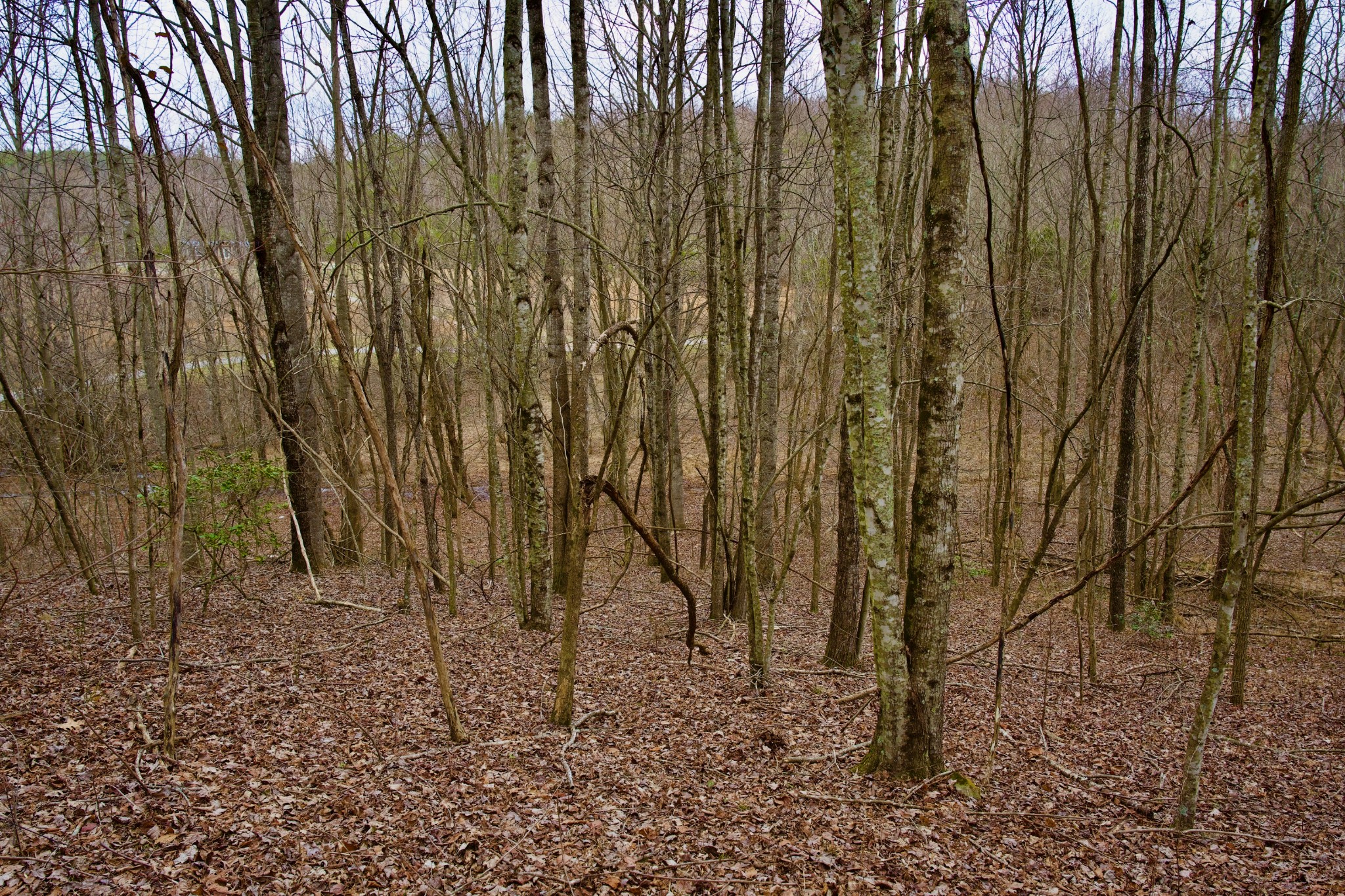 0 Madewell Road Spencer, TN 38585 - Photo 43 of 51